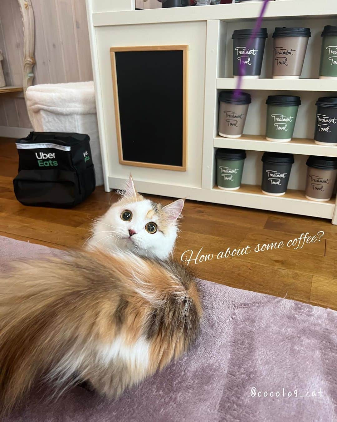 マンチカンのココ王子のインスタグラム：「How about some coffee?  #ミヌエット#マンチカン#美猫#cutecat#beautycat#猫好きさんと繋がりたい#猫のいる暮らし#catlover」