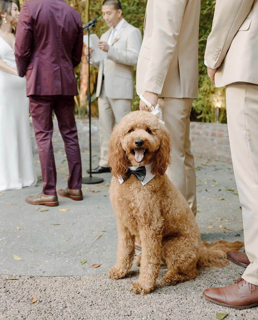 ペリーエリスのインスタグラム：「POV: You & your four legged best man look sharp as you are getting ready to say your “I do’s”. #AlwaysReady」