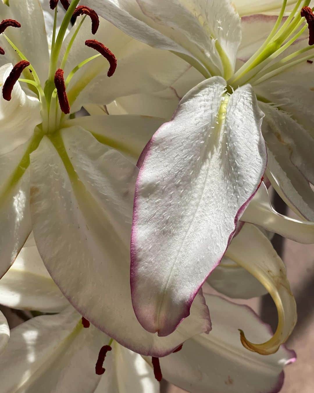 ダニエル・パナベイカーのインスタグラム：「Lillies are my absolute favorite flower, their scent just fills the whole house!」