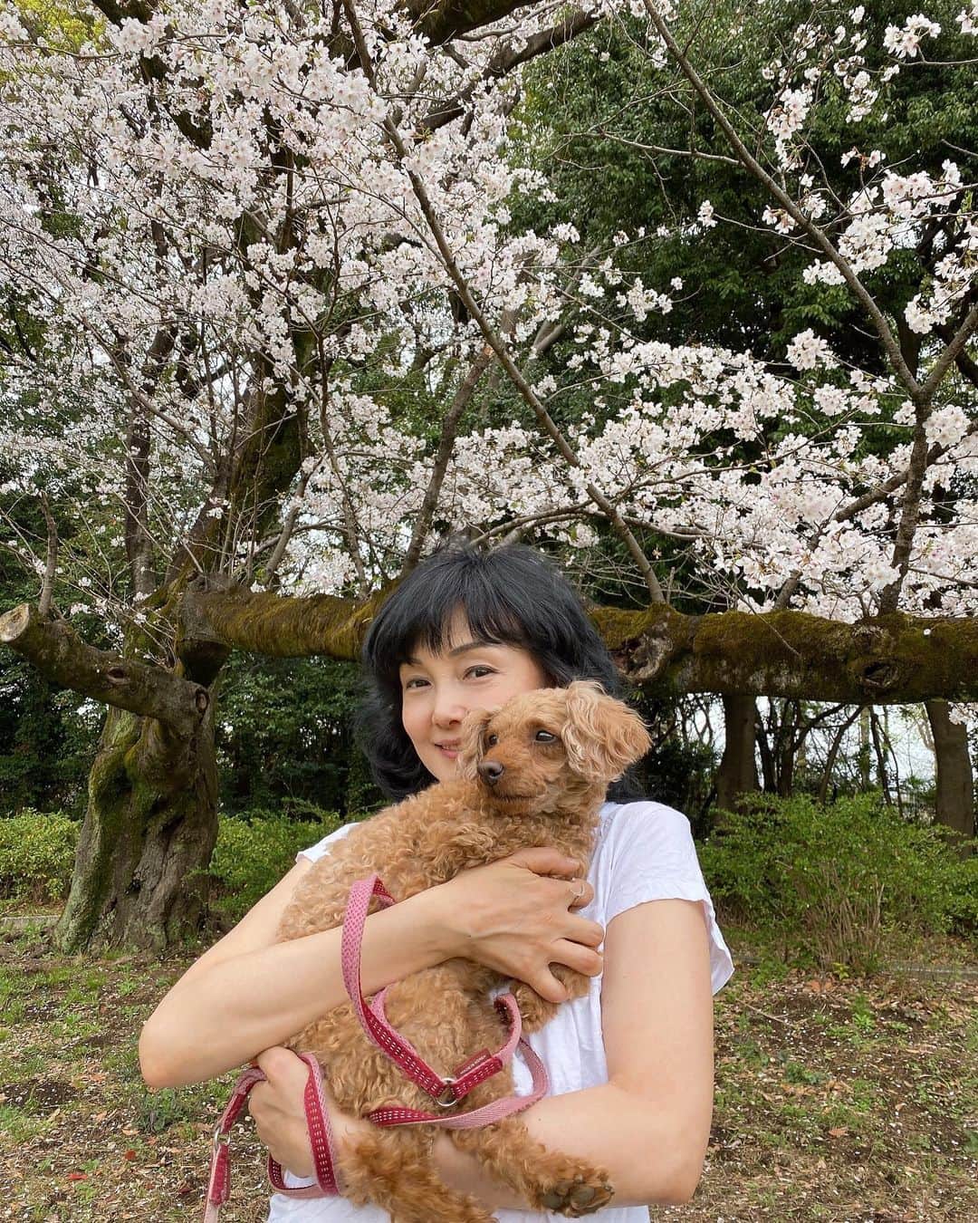 南果歩さんのインスタグラム写真 - (南果歩Instagram)「昨日のお花見🌸 短い晴れ間だったけれど、何事もタイミングですね‼️ シャンティーとジョイに飛び乗られながらも、娘とお弁当食べた後に、ごろんちょ😊 しゃーわせ❤️ 小さな幸せが本当の幸せなんだと思えます🍀🍀🍀  今日の東京は生憎の雨☔️ 雨の週末も楽しんで行きましょう😊😊😊  #桜 #お花見 #犬のいる暮らし #トイプードル #季節を楽しむ #南果歩 #kahominami  #japaneseactor」3月25日 14時31分 - kaho_minami