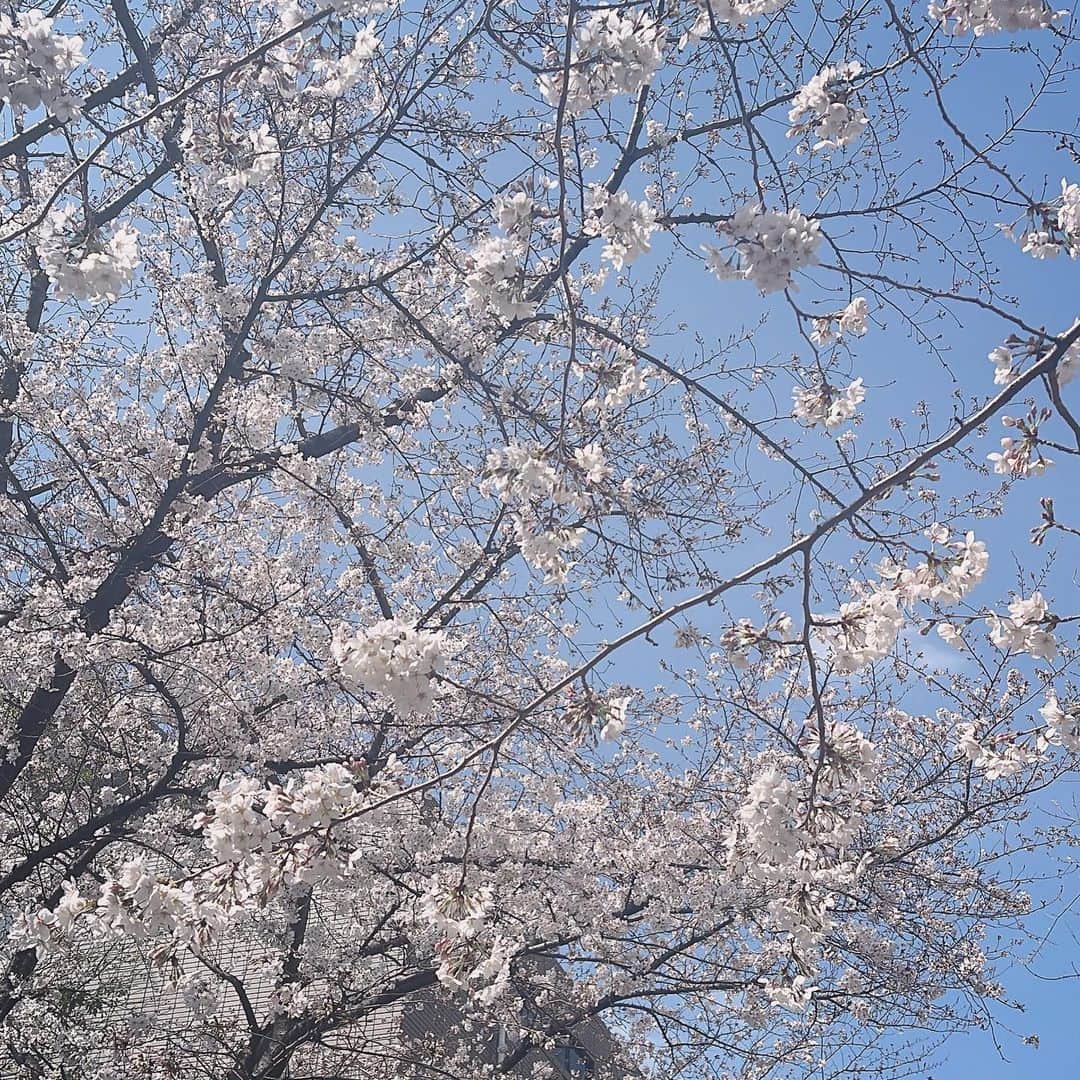 mioのインスタグラム：「🌸 願わくは花の下にて春死なん…」