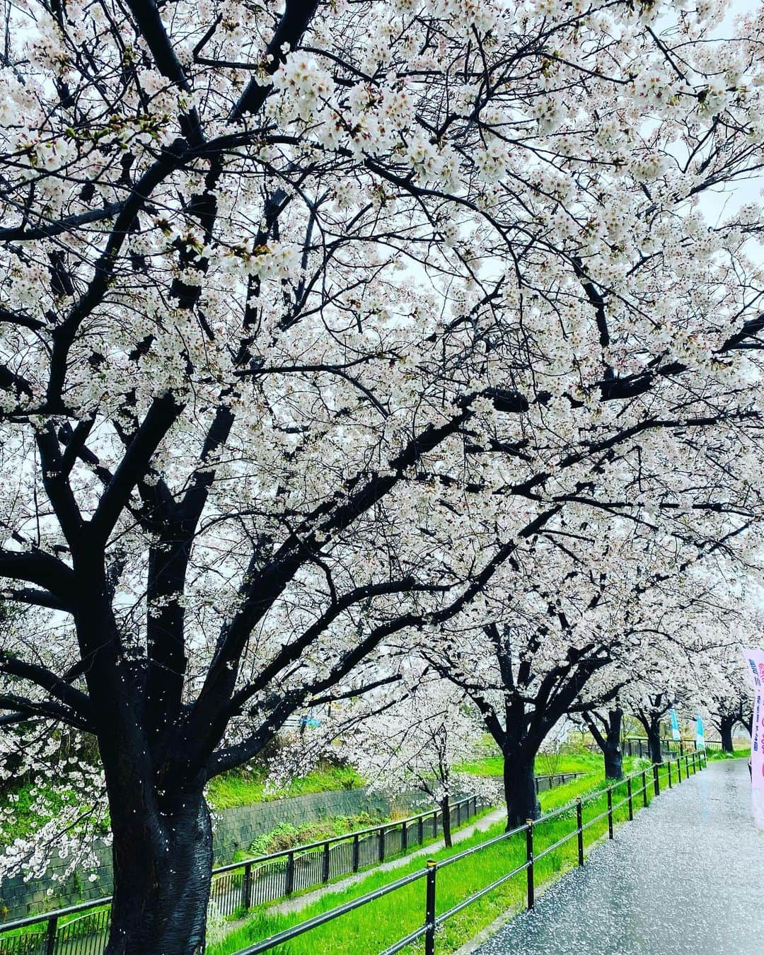 弘田佳孝さんのインスタグラム写真 - (弘田佳孝Instagram)「しばらく仕事が詰まって行けてなかった道場、久々朝練行ってきました。全身全力でスパーリングして固まってた身体もほぐれました。帰りは雨の中でしたがお一人お花見に。良い息抜きになりました！#bjj」3月25日 15時11分 - yoshitakahirota