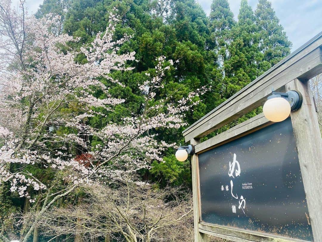有福温泉 旅館ぬしやさんのインスタグラム写真 - (有福温泉 旅館ぬしやInstagram)「Hi spring ! ☺️ 今日はいい天気ですね♪ ぬしやの周りの桜も満開近くにすごく綺麗に咲きました。 また、鳥の囀りも賑やかになってきました。💕 #ぬしや #島根県観光 #旅行 #温泉旅館 #さくら #有福温泉♨️ #ホテル」3月25日 15時06分 - nushiya_arifukuonsen