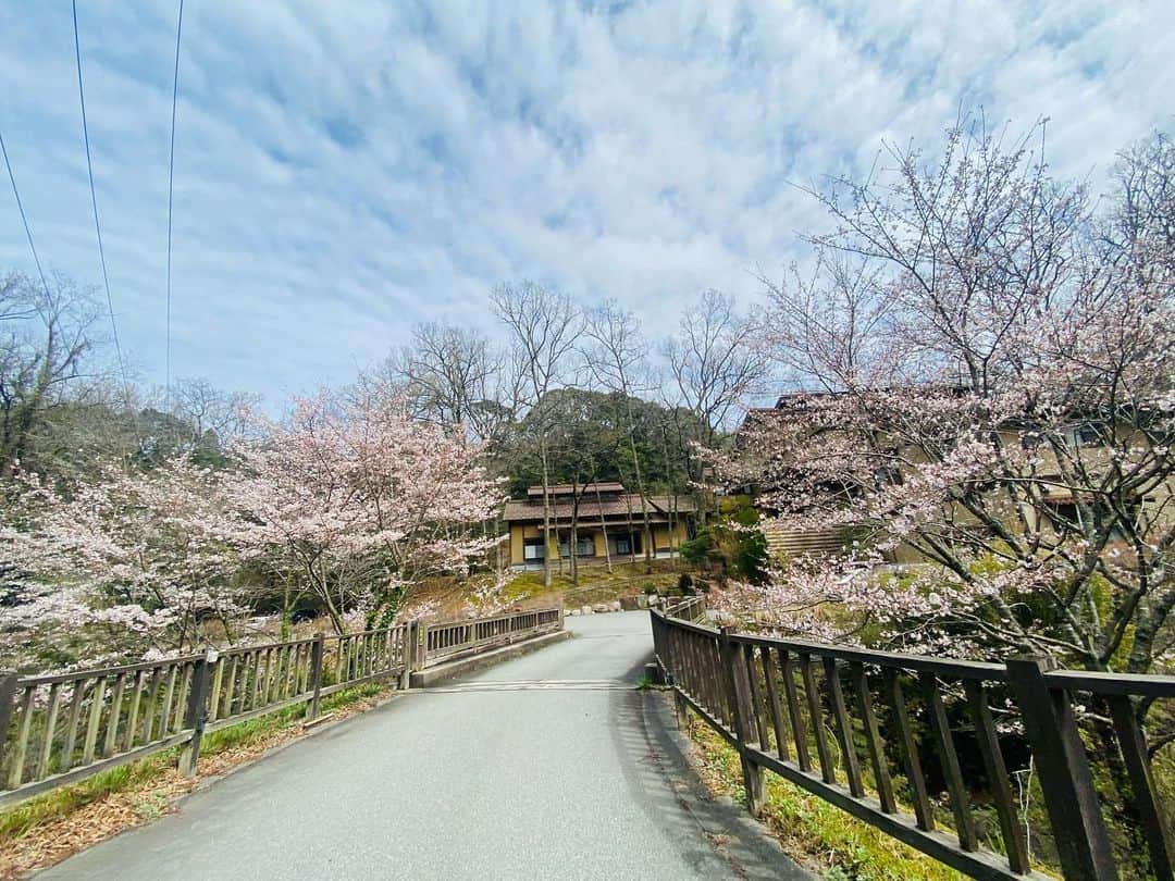 有福温泉 旅館ぬしやさんのインスタグラム写真 - (有福温泉 旅館ぬしやInstagram)「Hi spring ! ☺️ 今日はいい天気ですね♪ ぬしやの周りの桜も満開近くにすごく綺麗に咲きました。 また、鳥の囀りも賑やかになってきました。💕 #ぬしや #島根県観光 #旅行 #温泉旅館 #さくら #有福温泉♨️ #ホテル」3月25日 15時06分 - nushiya_arifukuonsen