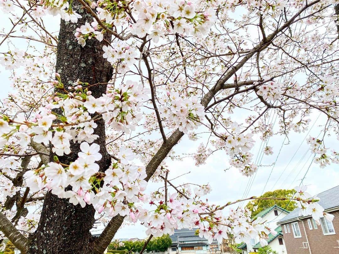 村上ホーム株式会社さんのインスタグラム写真 - (村上ホーム株式会社Instagram)「平屋内部リノベーションの現場ではお引渡しも終わり、エアコンの設置とお引越しをしています。  オーナーの生活スタイルを細かくヒアリングして考え抜いた間取りは、これからの生活をきっと豊かなものにしてくれると思います✨️  近くにある神社の桜もとても綺麗でした🌸  リノベーションのご相談も受けておりますので、お気軽にお問い合わせください☺️  . #村上ホーム #ムラカミホーム #福岡 #飯塚市 #工務店 #ツーバイフォー #輸入住宅 #注文住宅 #新築 #戸建 #リフォーム #リノベーション #マイホーム計画 #ムラカミホームの家 #引越し」3月25日 15時22分 - murakamihome_2x4