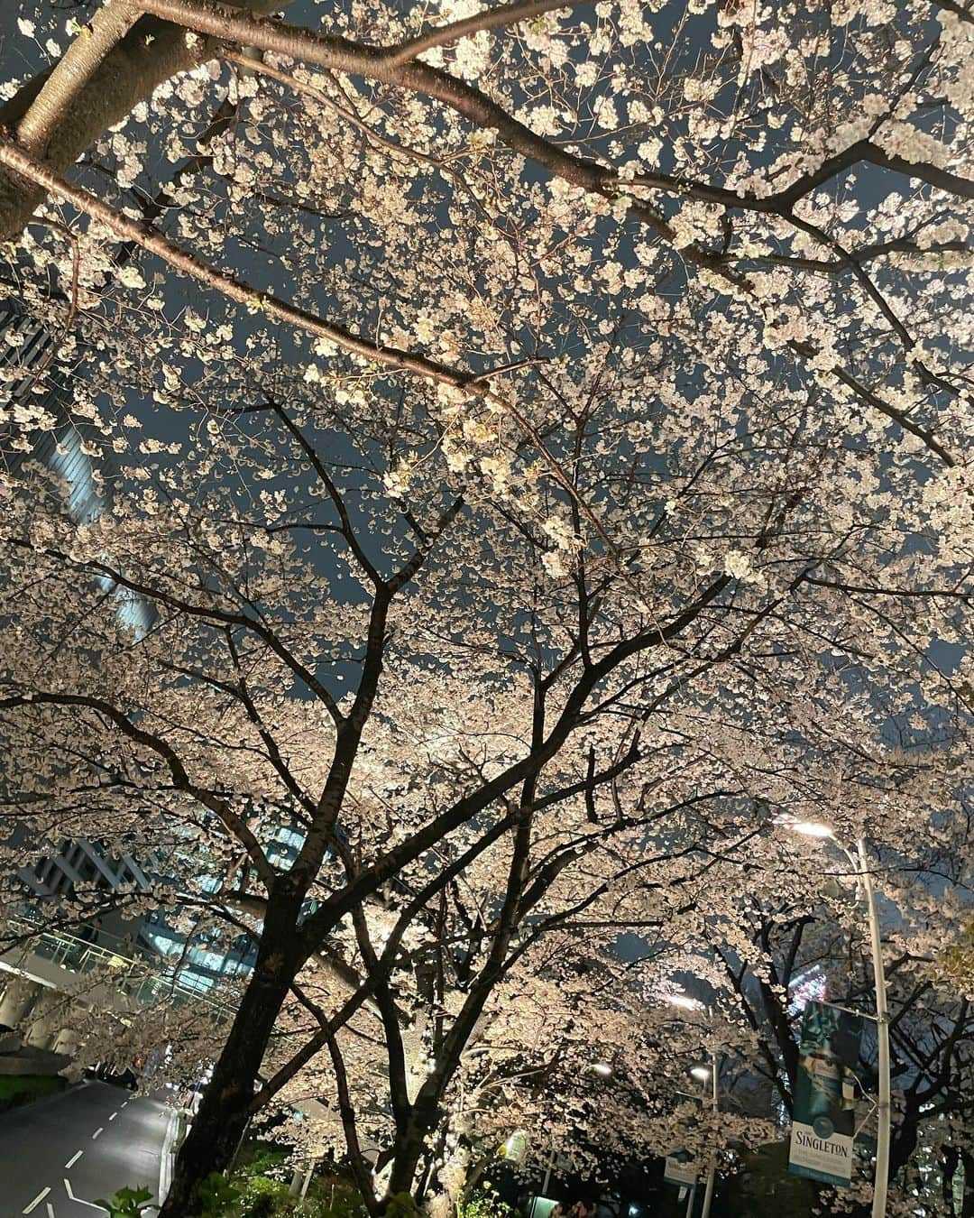 上原亜衣さんのインスタグラム写真 - (上原亜衣Instagram)「夜桜🌸」3月25日 15時34分 - ai_uehara_ex