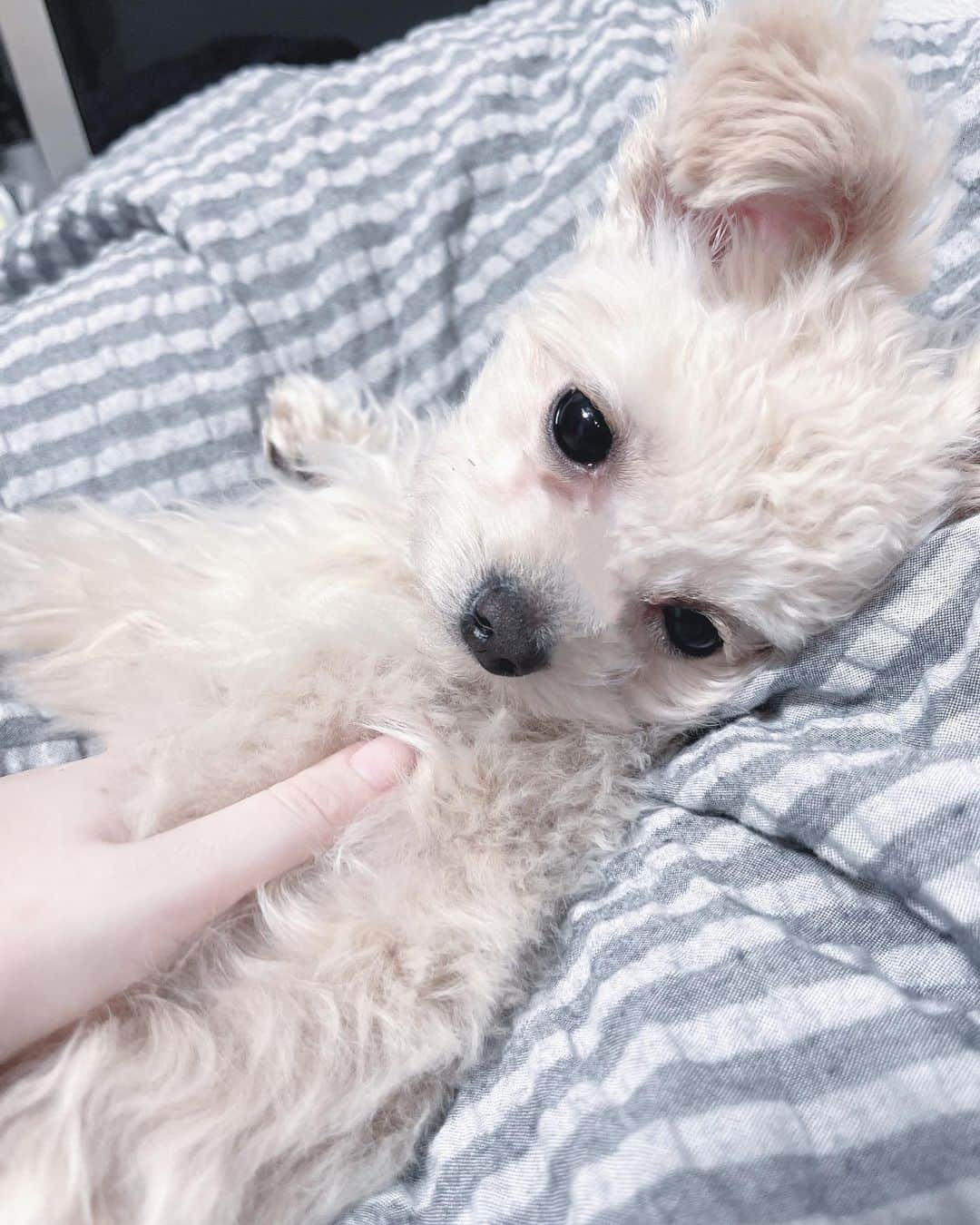 水野愛理さんのインスタグラム写真 - (水野愛理Instagram)「天使ちゃん໒꒱· ﾟ  ×  ×  ×  ×  ×  ×  ×  #犬のいる暮らし  #わんこ  #犬 #チワプー  #チワプー女の子  #みるく  #ワンコ  #愛犬」3月25日 15時51分 - mizunoairi_ske48