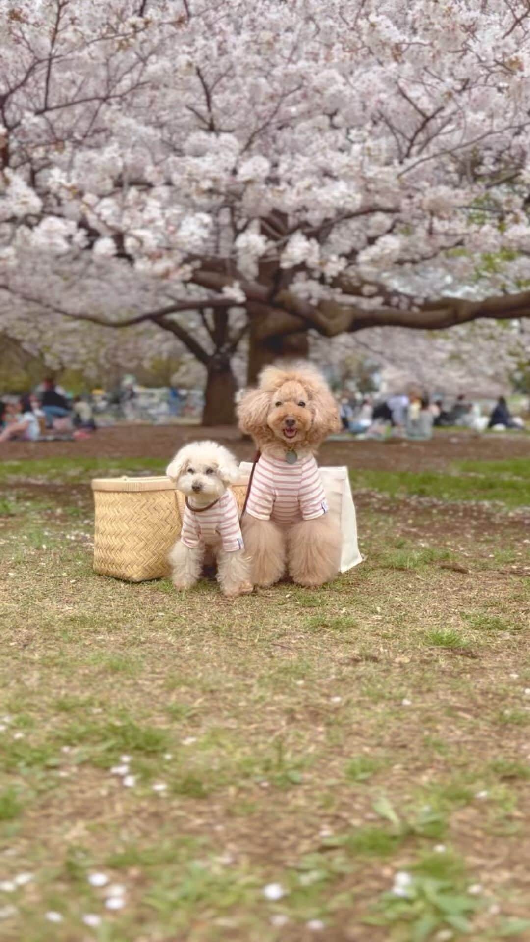 のインスタグラム：「🌸 親友momochi @mai_life.f_momo とお花見したよ！ お花見日和だった楽しいひととき。 明日に繋がる、蕾がたくさんありました。 まるさんの蕾もまだまだあるよね💕︎  ＃眩しすぎてシジミ目  #maimaithx #モコマロンちゃんママこんにちはでした♡  #来年もこの桜の下で   #ピンクボーダーは @apsfordog   #いぬすたぐらむ#わんすたぐらむ#今日のわんこ#ハイシニア犬#シニア犬 #シニア犬との暮らし #instadog#fluff#dogstagram #トイプードル#toypoodle#ワンコ#幸せお届け隊#ふわもこ #ハッピードッグライフ」