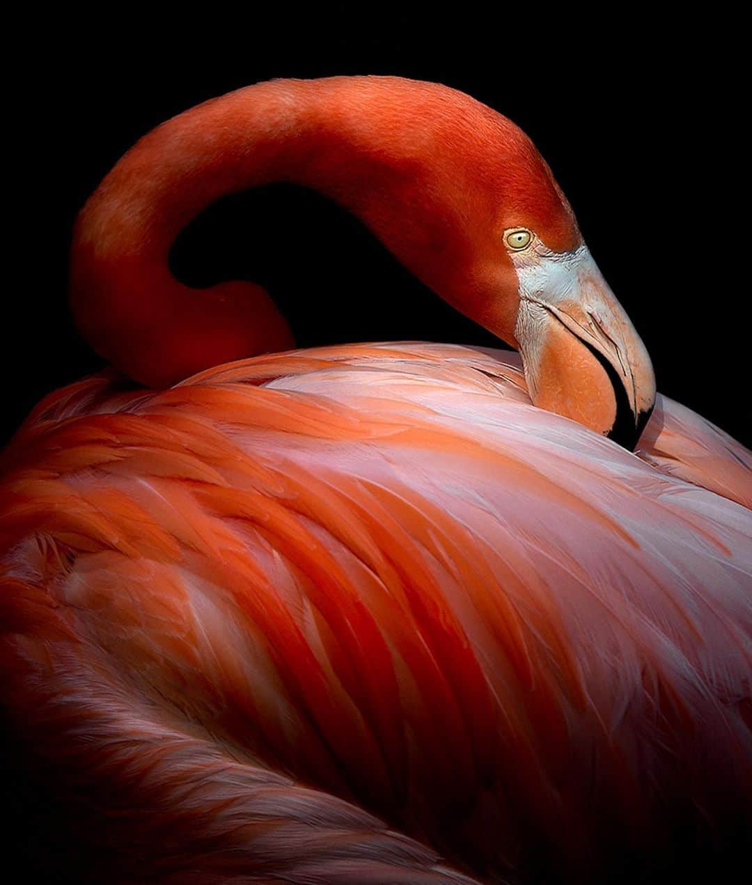 Robert Clarkさんのインスタグラム写真 - (Robert ClarkInstagram)「Due to requests I am having a print sale of my feathers work featured, first in a @Natgeo article then later in a book by Chronicle, Feathers, Display of Brilliant Plumage.  Due to the detail and astatic nature of the subject, the pictures look better at a larger size. All will be printed on  Hahnemuhle Photo Rag Archival Paper. 11x14……..350.00 16x20…….450.00 20x24…….600.00 Send me a DM Larger if you have any questions. Larger sizes available upon request.」3月25日 7時19分 - robertclarkphoto