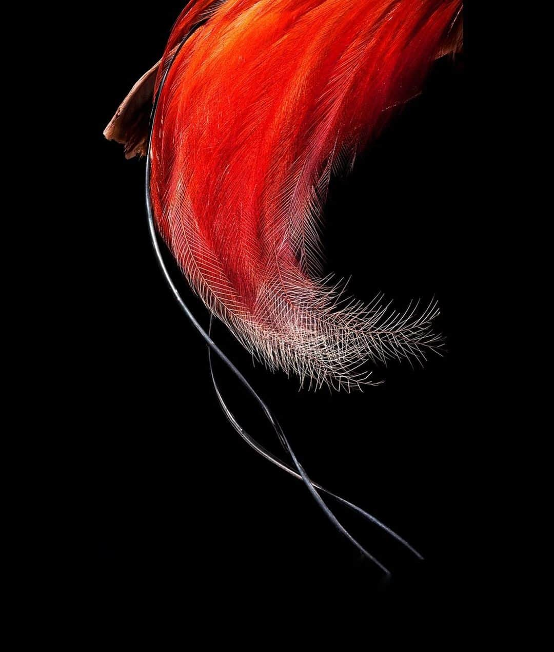 Robert Clarkさんのインスタグラム写真 - (Robert ClarkInstagram)「Due to requests I am having a print sale of my feathers work featured, first in a @Natgeo article then later in a book by Chronicle, Feathers, Display of Brilliant Plumage.  Due to the detail and astatic nature of the subject, the pictures look better at a larger size. All will be printed on  Hahnemuhle Photo Rag Archival Paper. 11x14……..350.00 16x20…….450.00 20x24…….600.00 Send me a DM Larger if you have any questions. Larger sizes available upon request.」3月25日 7時19分 - robertclarkphoto