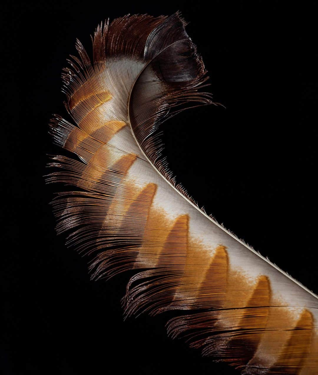 Robert Clarkさんのインスタグラム写真 - (Robert ClarkInstagram)「Due to requests I am having a print sale of my feathers work featured, first in a @Natgeo article then later in a book by Chronicle, Feathers, Display of Brilliant Plumage.  Due to the detail and astatic nature of the subject, the pictures look better at a larger size. All will be printed on  Hahnemuhle Photo Rag Archival Paper. 11x14……..350.00 16x20…….450.00 20x24…….600.00 Send me a DM Larger if you have any questions. Larger sizes available upon request.」3月25日 7時19分 - robertclarkphoto