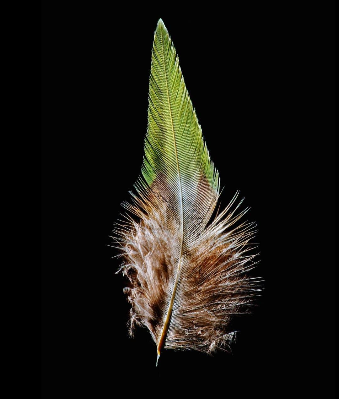 Robert Clarkさんのインスタグラム写真 - (Robert ClarkInstagram)「Due to requests I am having a print sale of my feathers work featured, first in a @Natgeo article then later in a book by Chronicle, Feathers, Display of Brilliant Plumage.  Due to the detail and astatic nature of the subject, the pictures look better at a larger size. All will be printed on  Hahnemuhle Photo Rag Archival Paper. 11x14……..350.00 16x20…….450.00 20x24…….600.00 Send me a DM Larger if you have any questions. Larger sizes available upon request.」3月25日 7時19分 - robertclarkphoto