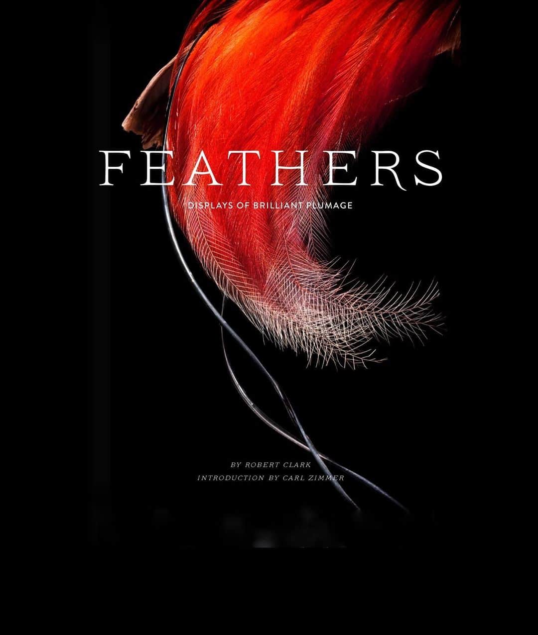 Robert Clarkさんのインスタグラム写真 - (Robert ClarkInstagram)「Due to requests I am having a print sale of my feathers work featured, first in a @Natgeo article then later in a book by Chronicle, Feathers, Display of Brilliant Plumage.  Due to the detail and astatic nature of the subject, the pictures look better at a larger size. All will be printed on  Hahnemuhle Photo Rag Archival Paper. 11x14……..350.00 16x20…….450.00 20x24…….600.00 Send me a DM Larger if you have any questions. Larger sizes available upon request.」3月25日 7時19分 - robertclarkphoto