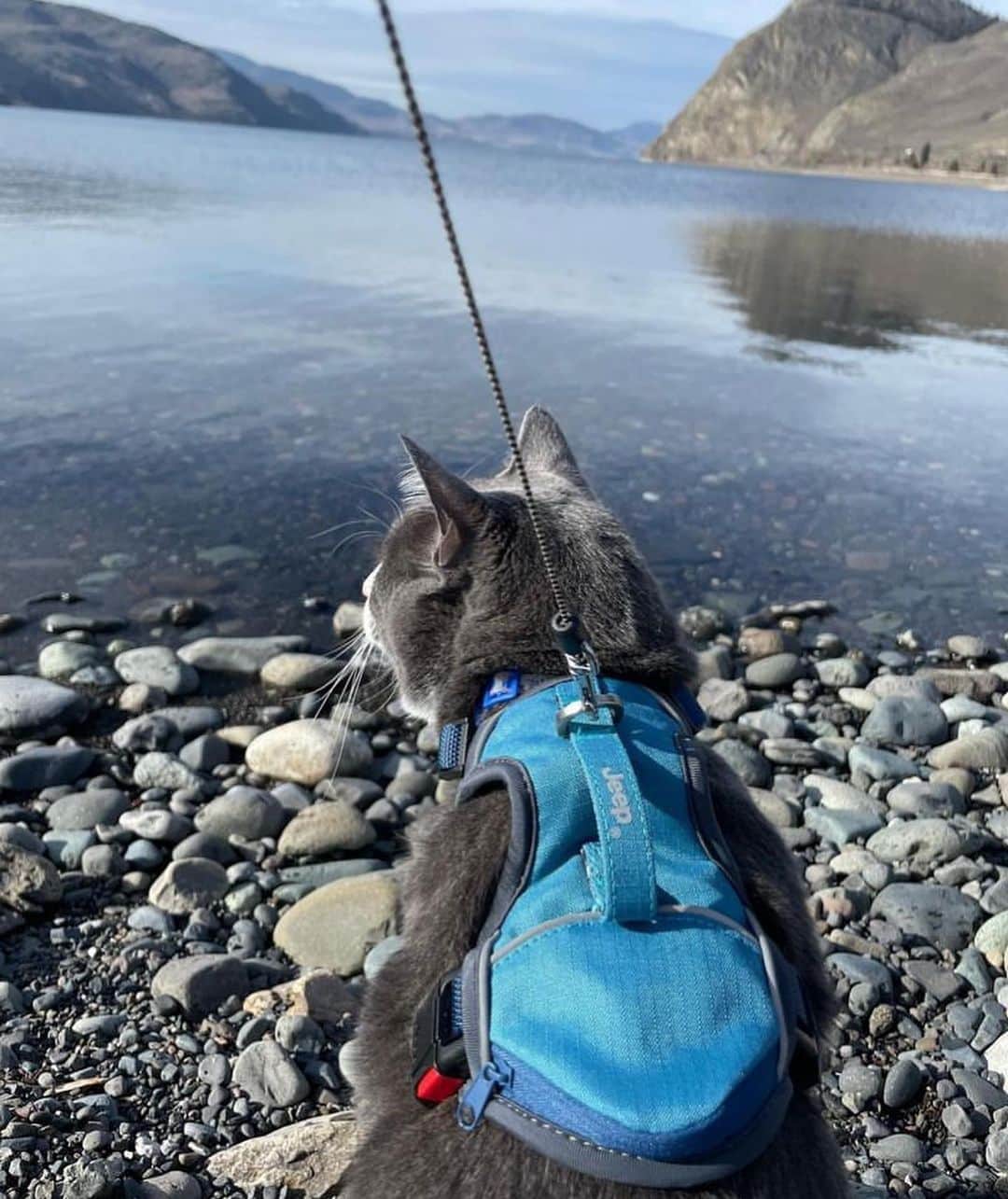 Bolt and Keelさんのインスタグラム写真 - (Bolt and KeelInstagram)「Adventure kitty in training 🐾  Obi is doing a great job teaching his nephew Quill what the adventure life is all about!🏔  @adventrapets ➡️ @outdoorobi  —————————————————— Follow @adventrapets to meet cute, brave and inspiring adventure pets from all over the world! 🌲🐶🐱🌲  • TAG US IN YOUR POSTS to get your little adventurer featured! #adventrapets ——————————————————」3月25日 7時54分 - adventrapets