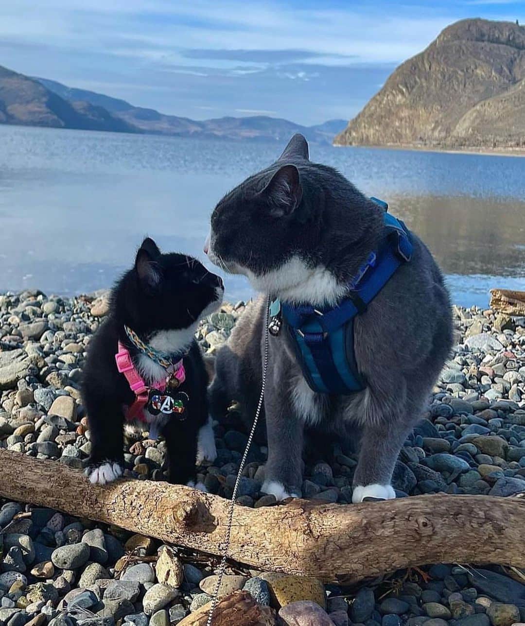 Bolt and Keelのインスタグラム：「Adventure kitty in training 🐾  Obi is doing a great job teaching his nephew Quill what the adventure life is all about!🏔  @adventrapets ➡️ @outdoorobi  —————————————————— Follow @adventrapets to meet cute, brave and inspiring adventure pets from all over the world! 🌲🐶🐱🌲  • TAG US IN YOUR POSTS to get your little adventurer featured! #adventrapets ——————————————————」