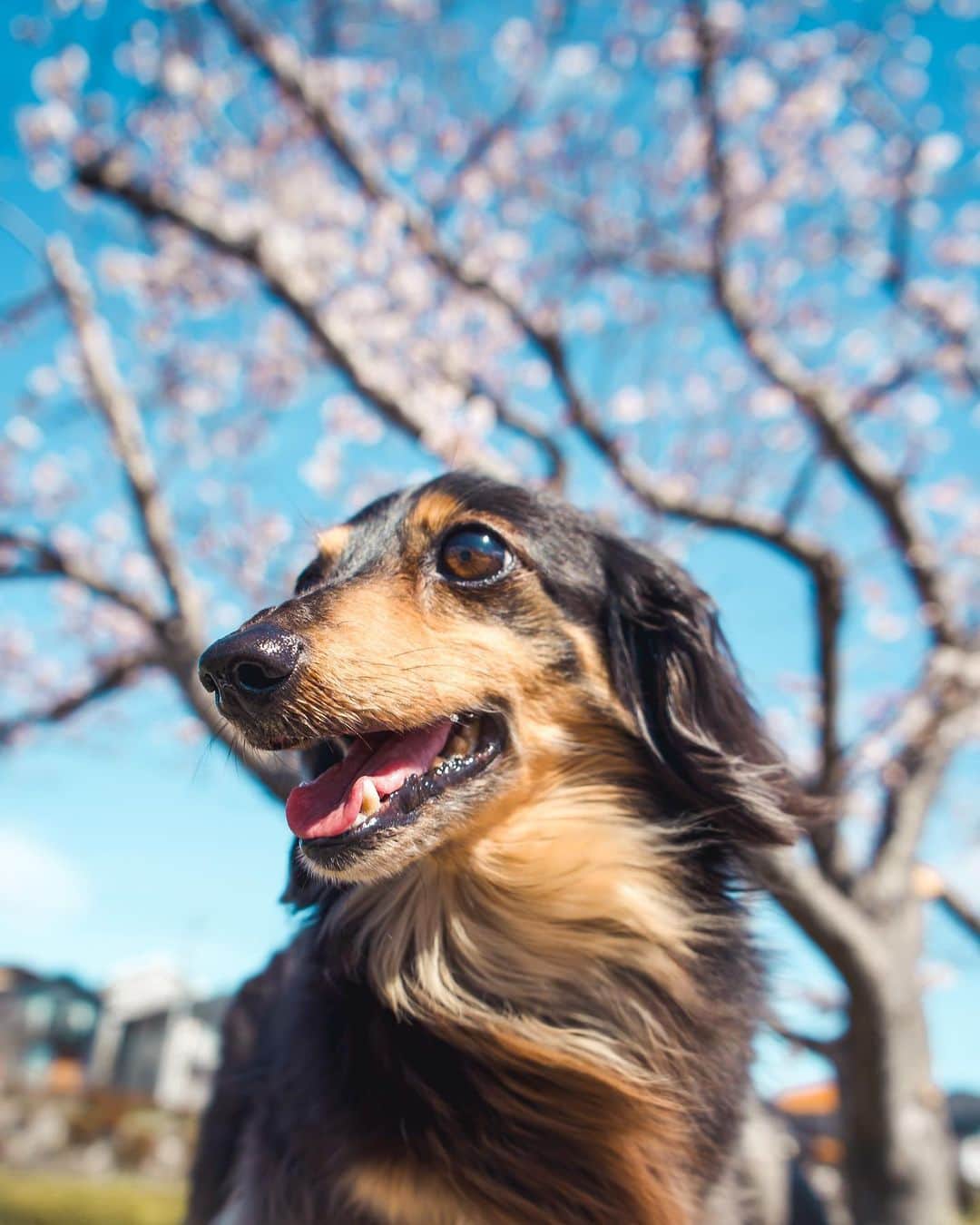 金子藍のインスタグラム：「すごい短い冬が終わり 春がきた  雨降る前にミニョンと桜見に🌸  #四季 #日本 #桜 #お花見 #犬のいる暮らし」