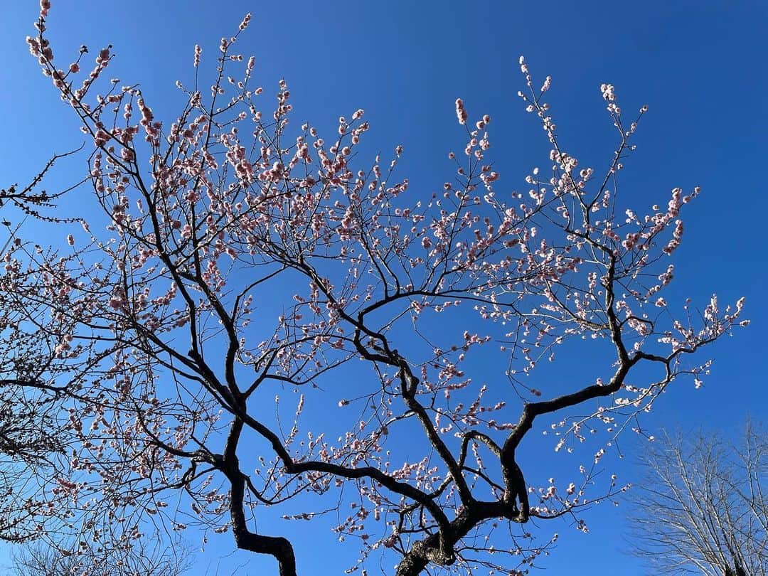 岩間瞳さんのインスタグラム写真 - (岩間瞳Instagram)「＼梅見へ／ 先日特急ひたちで一本で行ける 水戸市へ🚃🚃 偕楽園で春の訪れを感じてきました〜！！  桜がきれいなところで生まれ育ったので 春といえばどうしても桜をイメージしますが 梅の花も可憐でとってもきれい🥺  花粉症なので 春のお出かけは慎重になりがちですが笑 なるべくたくさんお花見したいですね❤️‍🔥  #茨城観光 #水戸市 #偕楽園 #梅まつり #梅見  #花粉症つらい けど #花見したい  #iphoneで撮影 #誰かに見せたい風景」3月25日 8時17分 - iwama1313