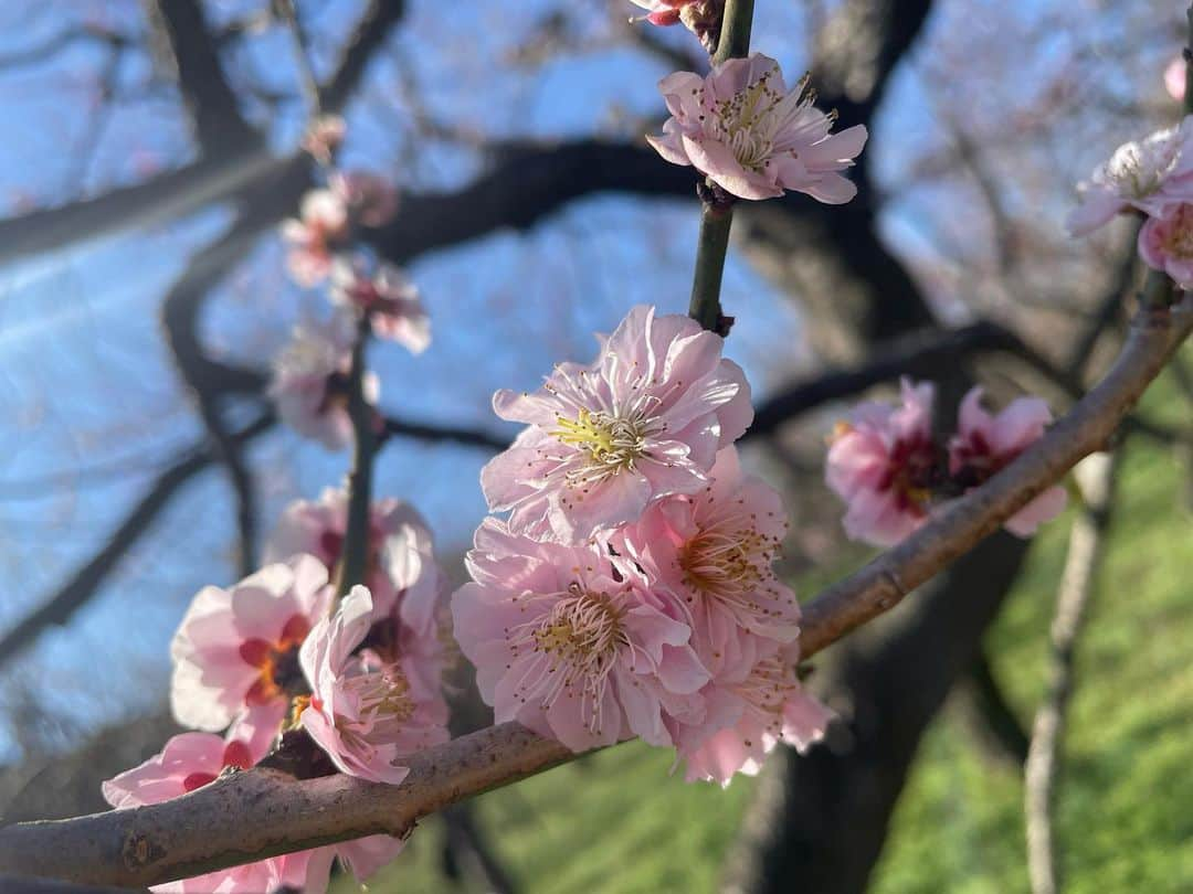 岩間瞳さんのインスタグラム写真 - (岩間瞳Instagram)「＼梅見へ／ 先日特急ひたちで一本で行ける 水戸市へ🚃🚃 偕楽園で春の訪れを感じてきました〜！！  桜がきれいなところで生まれ育ったので 春といえばどうしても桜をイメージしますが 梅の花も可憐でとってもきれい🥺  花粉症なので 春のお出かけは慎重になりがちですが笑 なるべくたくさんお花見したいですね❤️‍🔥  #茨城観光 #水戸市 #偕楽園 #梅まつり #梅見  #花粉症つらい けど #花見したい  #iphoneで撮影 #誰かに見せたい風景」3月25日 8時17分 - iwama1313