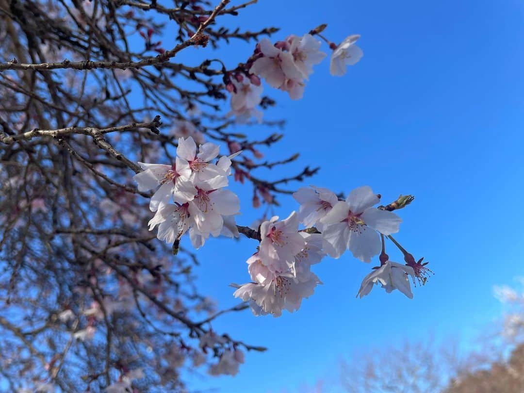 岩間瞳さんのインスタグラム写真 - (岩間瞳Instagram)「＼梅見へ／ 先日特急ひたちで一本で行ける 水戸市へ🚃🚃 偕楽園で春の訪れを感じてきました〜！！  桜がきれいなところで生まれ育ったので 春といえばどうしても桜をイメージしますが 梅の花も可憐でとってもきれい🥺  花粉症なので 春のお出かけは慎重になりがちですが笑 なるべくたくさんお花見したいですね❤️‍🔥  #茨城観光 #水戸市 #偕楽園 #梅まつり #梅見  #花粉症つらい けど #花見したい  #iphoneで撮影 #誰かに見せたい風景」3月25日 8時17分 - iwama1313