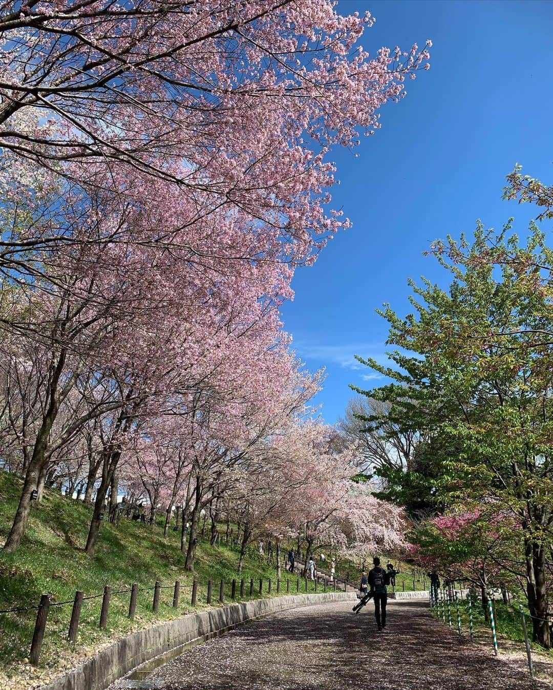 浦口史帆さんのインスタグラム写真 - (浦口史帆Instagram)「🌸🦏🌸🦒🌸  春まつり開催中の #東山動植物園 🌸  動物と桜を同時に眺められたり、 植物園の#桜の回廊 では、 糸桜の#桜のトンネル をお散歩できたり、 東山動植物ならではの楽しみ方ができます🥰🤍  桜の回廊には約100種類1000本の木が植えられているので、 早咲きのものから遅咲きのものまで長くお花見シーズンを楽しめますよ〜🫶🌸  赤ちゃんから高齢のご夫婦まで、同じ場所に居合わせたみんなが桜の木を見上げるほのぼのとした時間が流れていました☺️🤍🤍  #名古屋お花見　#東山動物園  #東山植物園」3月25日 8時31分 - uraguchi_shiho