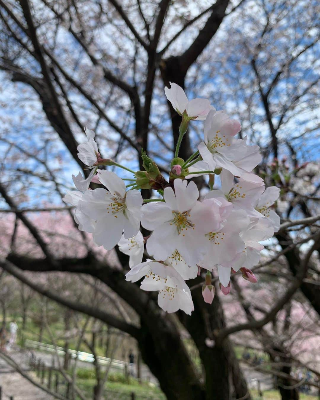 浦口史帆さんのインスタグラム写真 - (浦口史帆Instagram)「🌸🦏🌸🦒🌸  春まつり開催中の #東山動植物園 🌸  動物と桜を同時に眺められたり、 植物園の#桜の回廊 では、 糸桜の#桜のトンネル をお散歩できたり、 東山動植物ならではの楽しみ方ができます🥰🤍  桜の回廊には約100種類1000本の木が植えられているので、 早咲きのものから遅咲きのものまで長くお花見シーズンを楽しめますよ〜🫶🌸  赤ちゃんから高齢のご夫婦まで、同じ場所に居合わせたみんなが桜の木を見上げるほのぼのとした時間が流れていました☺️🤍🤍  #名古屋お花見　#東山動物園  #東山植物園」3月25日 8時31分 - uraguchi_shiho