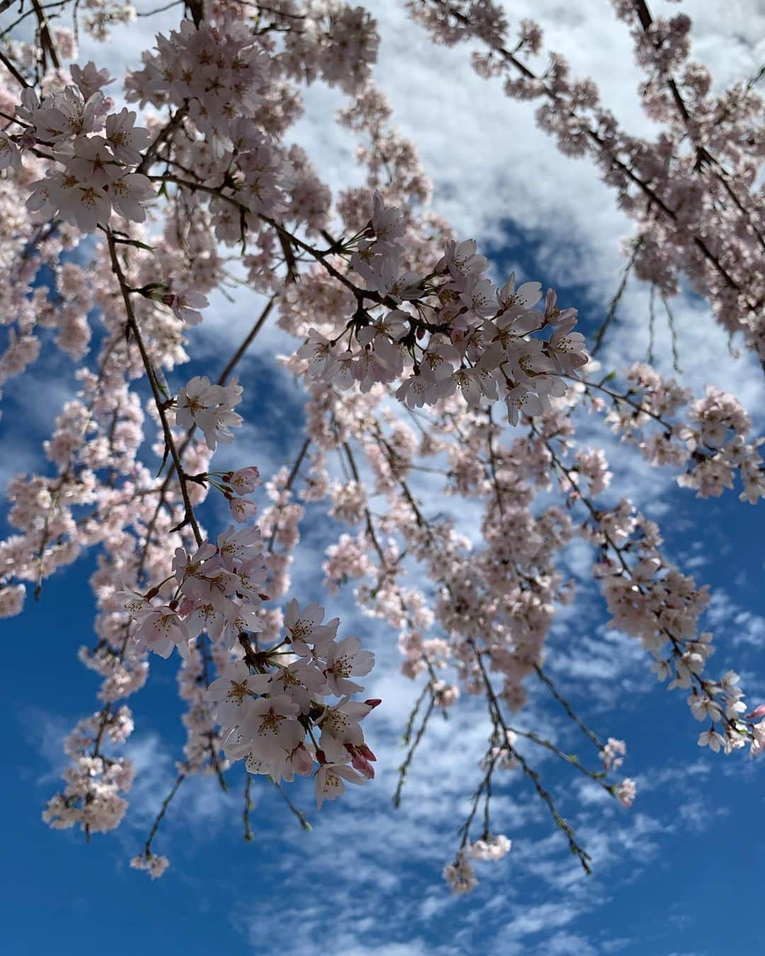 浦口史帆さんのインスタグラム写真 - (浦口史帆Instagram)「🌸🦏🌸🦒🌸  春まつり開催中の #東山動植物園 🌸  動物と桜を同時に眺められたり、 植物園の#桜の回廊 では、 糸桜の#桜のトンネル をお散歩できたり、 東山動植物ならではの楽しみ方ができます🥰🤍  桜の回廊には約100種類1000本の木が植えられているので、 早咲きのものから遅咲きのものまで長くお花見シーズンを楽しめますよ〜🫶🌸  赤ちゃんから高齢のご夫婦まで、同じ場所に居合わせたみんなが桜の木を見上げるほのぼのとした時間が流れていました☺️🤍🤍  #名古屋お花見　#東山動物園  #東山植物園」3月25日 8時31分 - uraguchi_shiho