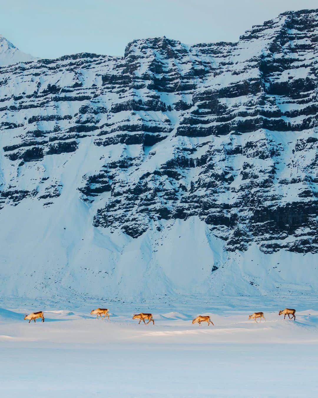 Alex Strohlのインスタグラム：「The last sun rays of the day on a herd of wild reindeer in the south coast of Iceland. When you’ve experienced the weather in this part of the country in the winter, you really develop even more respect for these animals… In the summer they spend time in the highlands, and in the winter, they migrate to the lower elevations in search of grasslands. Tough time for this herd as the snow was deep all the way to the ocean.」