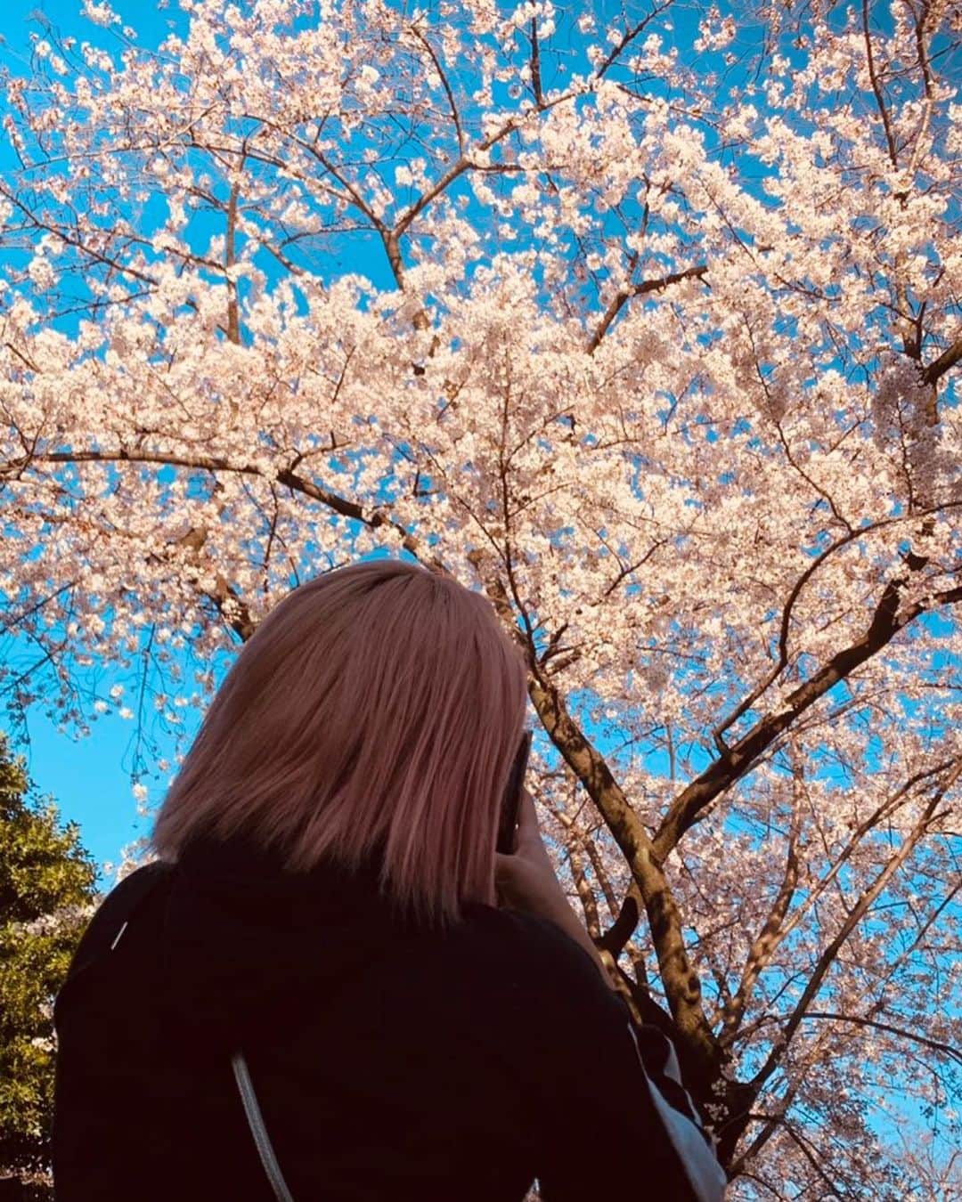 ジャングル叫女さんのインスタグラム写真 - (ジャングル叫女Instagram)「SAKURA🌸  #お花見 #桜の木 #3年目  #春 #桜 #スカイツリー」3月25日 9時11分 - j.kyona