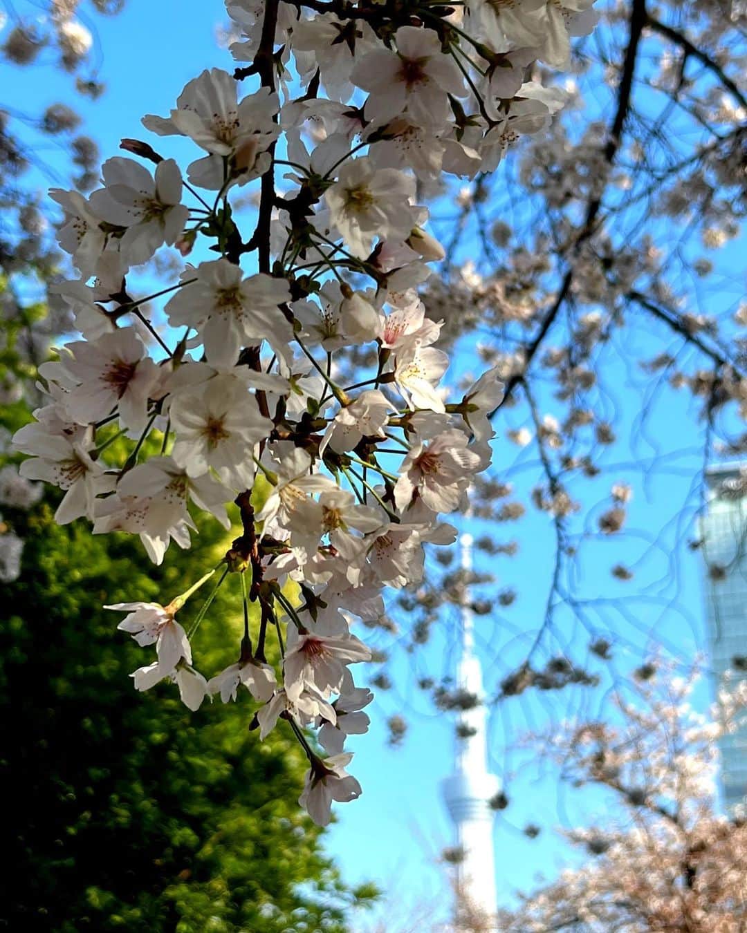 ジャングル叫女さんのインスタグラム写真 - (ジャングル叫女Instagram)「SAKURA🌸  #お花見 #桜の木 #3年目  #春 #桜 #スカイツリー」3月25日 9時11分 - j.kyona