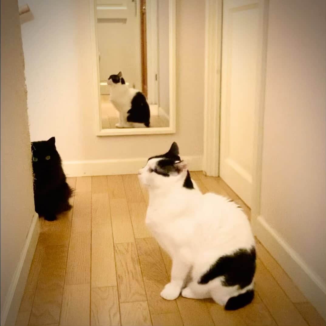 OKAのインスタグラム：「じっ  #保護猫兄妹」
