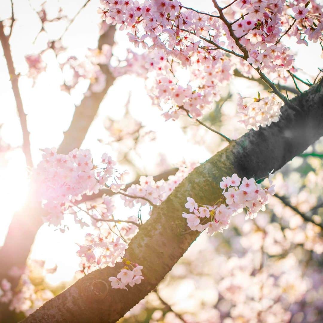 THE LUIGANS Spa&Resortのインスタグラム：「* 『うみなかSNSフォトコンテスト』  ルイガンズ.の最寄り駅、JR海の中道駅から ルイガンズへ続く桜並木も、 満開を迎えるまでもうまもなくです。  毎季節人気の海の中道海浜公園(@uminonakamichiseasidepark )主催の SNSフォトコンテストに、 ルイガンズも参画いたしております。  テーマは「うみなかの春」 うみなかエリアの色々な場所で、 ご自身の素敵な"春"を教えてください！  応募方法は下記よりご確認ください。 たくさんの素敵な春のご応募、 お待ちしております。  _____________ #Repost @uminonakamichiseasidepark ・・・ 3月18日より春のSNSフォトコンテストを開催！ 今回のテーマは「うみなかの春」🌸 園内やマリンワールド海の中道、ホテル ルイガンズなど、西戸崎＆志賀島エリアをあちこちを回って春を探そう！ 写真を撮って投稿すると、素敵なプレゼントが当たるかも。 ※写真は昨年の入賞作品です。  《参加方法》 ① 西戸崎（海の中道海浜公園・マリンワールド海の中道・ホテル ルイガンズ等）・志賀島（金印公園・志賀島ドッグなど）の写真を撮影する ② 海の中道海浜公園公式アカウント（ ＠uminonakamichiseasidepark ）をフォロー ③ 「#ウミピク2023」をつける ④ 撮影日、撮影場所がわかるように投稿 ※人物の顔がうつっている場合、本人の了承を得ていることが条件となります。  詳細はホームページをチェック！  ======================================= 『海の中道フラワーピクニック2023』開催！ 期間：3/18(土)～5/21(日)  福岡に春を告げるイベント『海の中道フラワーピクニック』。 120万本のネモフィラの花畑は圧巻の景色です。サクラとネモフィラのコラボレーションの見頃は、4月上旬の予想です。 期間中は、週末を中心に、動物ふれあいやクラフト体験など、イベントを多数ご用意します。 =======================================  #海の中道海浜公園 #uminonakamichiseasidepark #uminonakamichi #福岡市 #うみなか #国営公園 #海の中道 #福岡 #fukuoka #후쿠오카 #うみのなかみち #うみなかたび #uminakatabi #福岡観光 #flowerstagram #flowerpower #あたらしいうみなか #お花見」