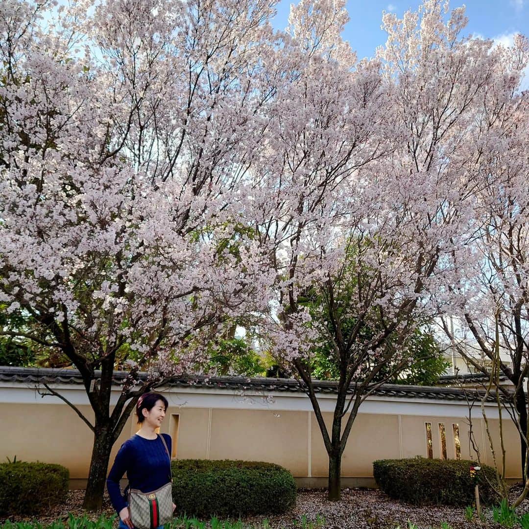 小島奈津子さんのインスタグラム写真 - (小島奈津子Instagram)「2023.3.25 彼岸桜🌸🌸🌸 音楽の教科書に載ってるような桜(笑) 青空と桜は合うなぁ。  今年は積極的に！たくさんの桜と触れ合っています(花粉症に負けずに💪) またポストします🌸🌸🌸  #桜#お花見#彼岸桜」3月25日 10時16分 - kojimanatsuko_official