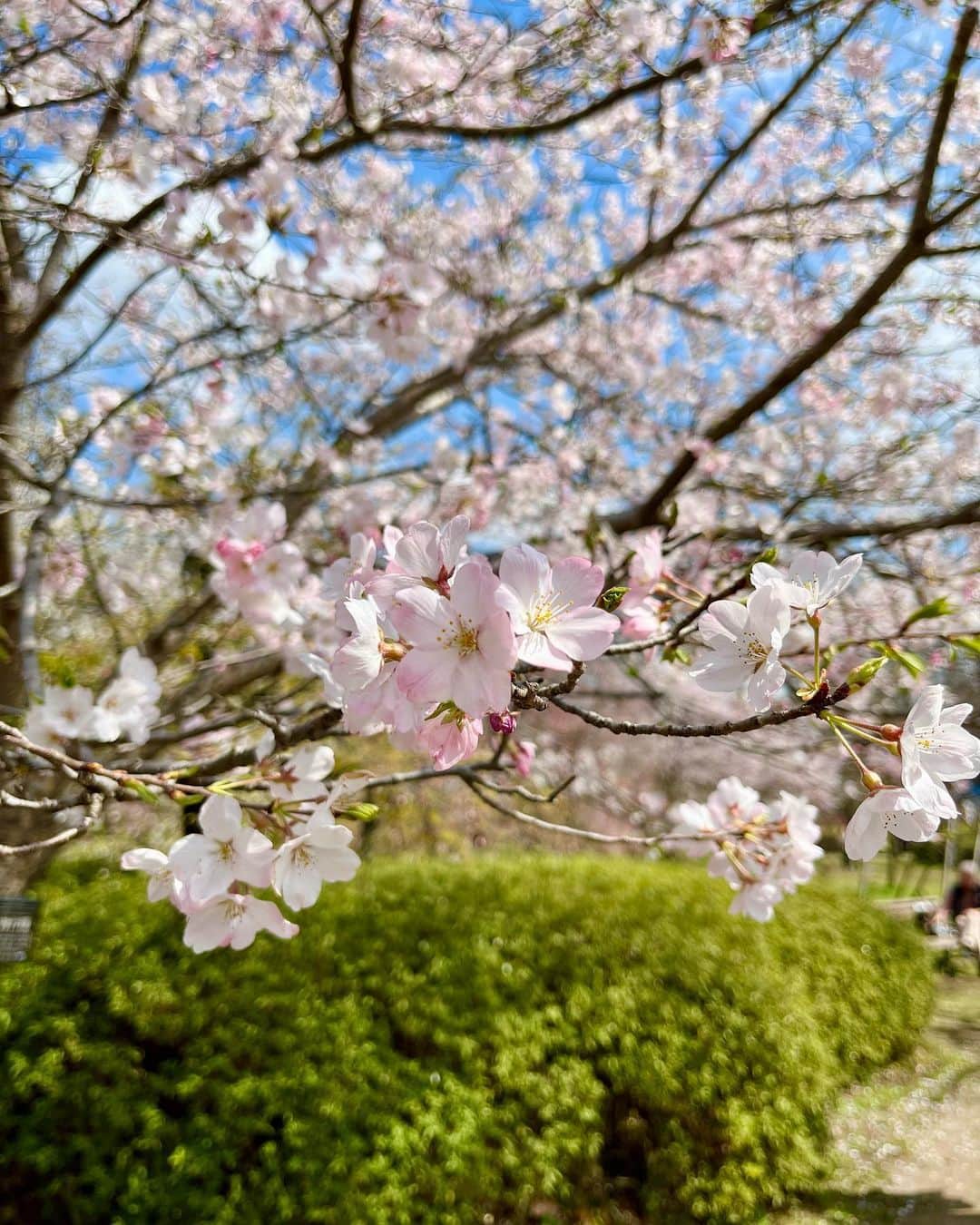 佐古真弓さんのインスタグラム写真 - (佐古真弓Instagram)「#桜   #桜スポット   #お花見   #春がきた   #お出かけ   #神代植物公園   #深大寺   #深大寺そば   #そばスタグラム   #昼ビール   #地ビール   雨が降る前に行ってきました。 久しぶりに母と二人でお出かけ。  初めて行った神代植物公園は広くて良く整備されていて、とても気持ちの良い場所でした。  次はお弁当持って行きたいな。」3月25日 10時31分 - _sacomayumi_