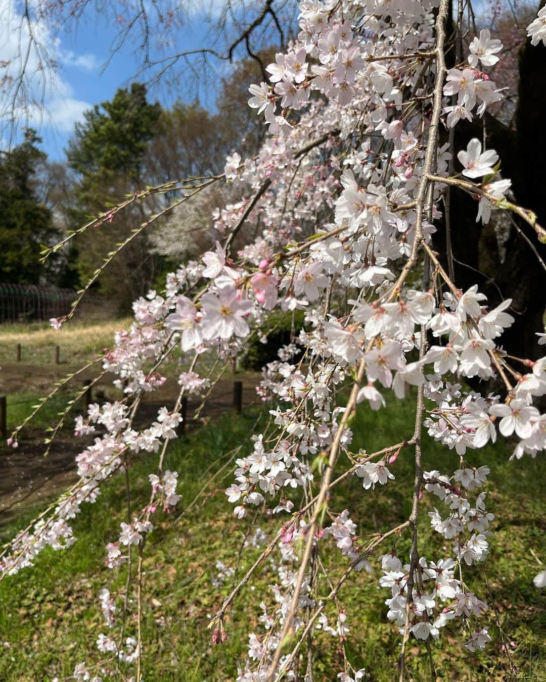 佐古真弓さんのインスタグラム写真 - (佐古真弓Instagram)「#桜   #桜スポット   #お花見   #春がきた   #お出かけ   #神代植物公園   #深大寺   #深大寺そば   #そばスタグラム   #昼ビール   #地ビール   雨が降る前に行ってきました。 久しぶりに母と二人でお出かけ。  初めて行った神代植物公園は広くて良く整備されていて、とても気持ちの良い場所でした。  次はお弁当持って行きたいな。」3月25日 10時31分 - _sacomayumi_