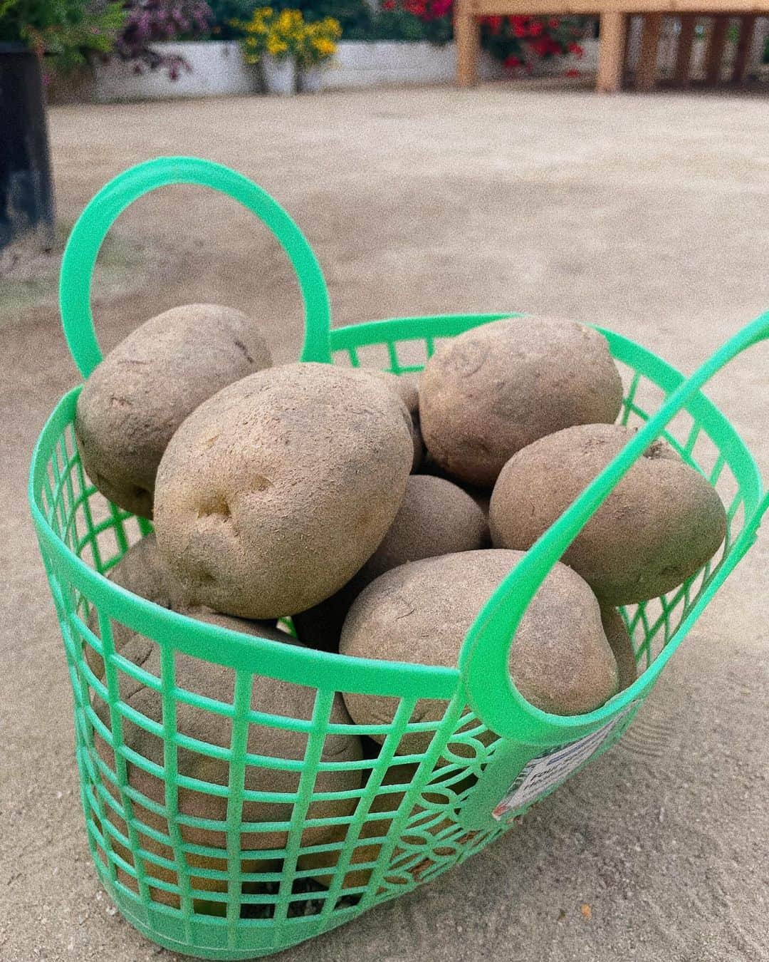 キム・ヒナさんのインスタグラム写真 - (キム・ヒナInstagram)「감자캐기 체험도 완벽🥔🧑🏻‍🌾」3月25日 16時13分 - xkimheenax