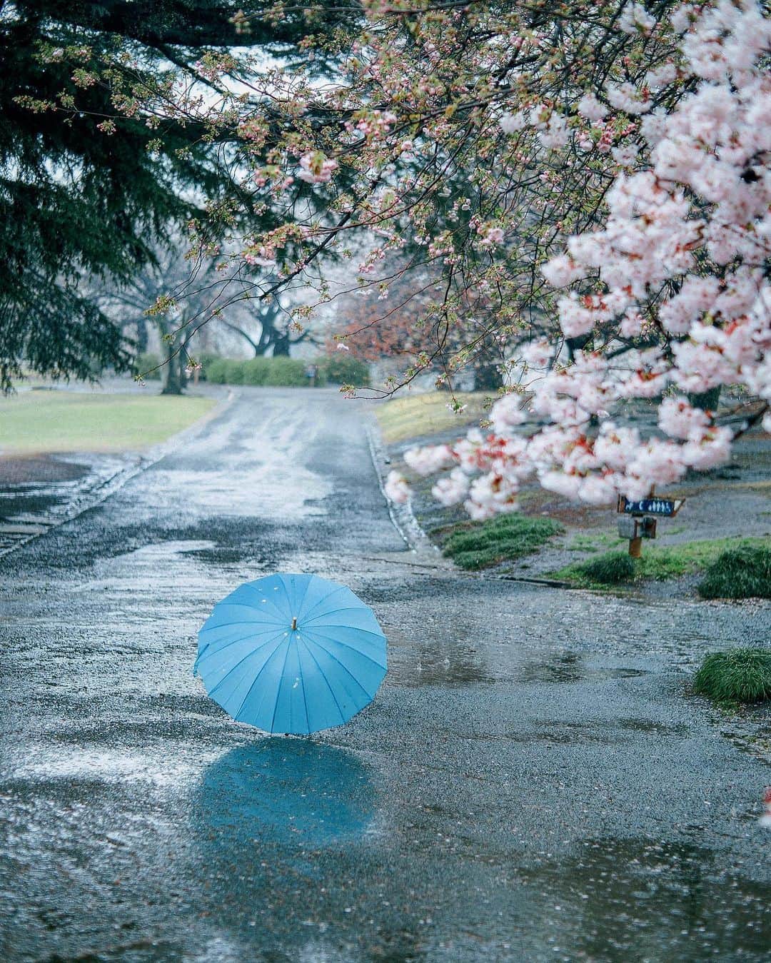 haru wagnusのインスタグラム：「Ame Sakura  ㅤㅤㅤㅤㅤㅤㅤㅤㅤㅤㅤㅤㅤ ㅤㅤㅤㅤㅤㅤㅤㅤㅤㅤㅤㅤㅤ  せっかく予定していた土日のお花見も雨で出来なくなってしまったので、今日は少しゆっくりと過ごして、気が向いたら雨の桜でも見に行こう。それもまた好きです。 ㅤㅤㅤㅤㅤㅤㅤㅤㅤㅤㅤㅤㅤ #rainforests #rainphotography  #raining #桜 #桜2023 #サクラ #花 #雨の日 #傘 #雨の日の桜 #新宿御苑　#rainyday #blueumbrella #cherryblossom #shinjukugyoen #tokyophotography #japansakura #sakurajapan #japantravel #japanlife #japancherryblossom #cherryblossom #sakura🌸 #벚꽃 #벚꽃놀이 #벚꽃사진 #봄 #꽃 #자연 #풍경 #tokyocameraclub」