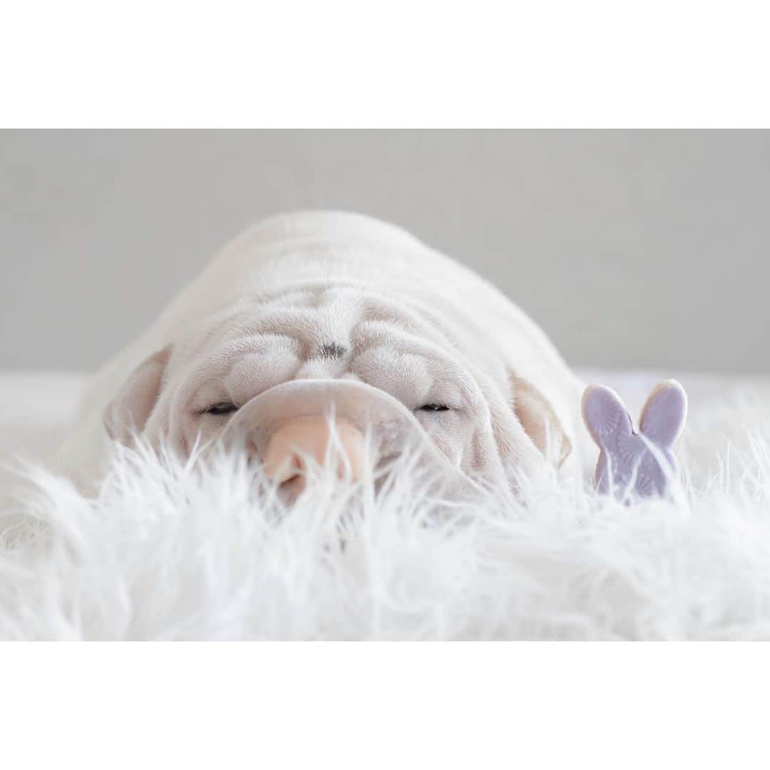 annie&pADdinGtoNのインスタグラム：「Lamby needed a little nap after he treated himself to some yummy @barkerylanetreats Easter treats 🐰 🤍 #yummyinmytummy #lambington #eastertreats #dogtreats #lambington #sharpei #sharpeisofinstagram #sharpeisoftheworld #wrinkles #squishyfacecrew #easter #bunny #dog #dogs #dogsofinstagram #doglover #instagood #weeklyfluff #instadaily #iloveyoutothemoonandback」
