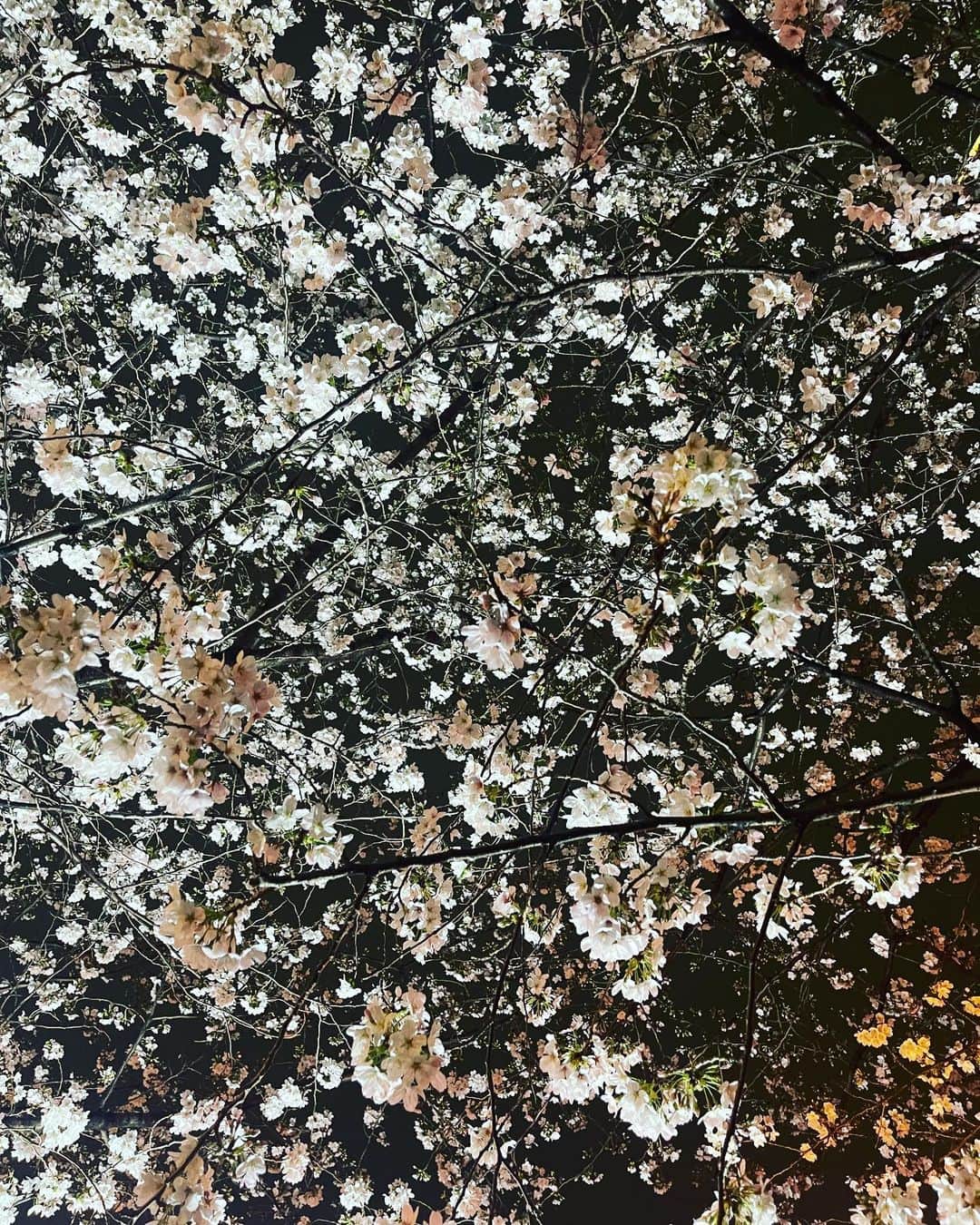 山下リオさんのインスタグラム写真 - (山下リオInstagram)「雨が降るなか、目黒川でお花見できたよ🌸」3月25日 11時21分 - rio_yamashita_official