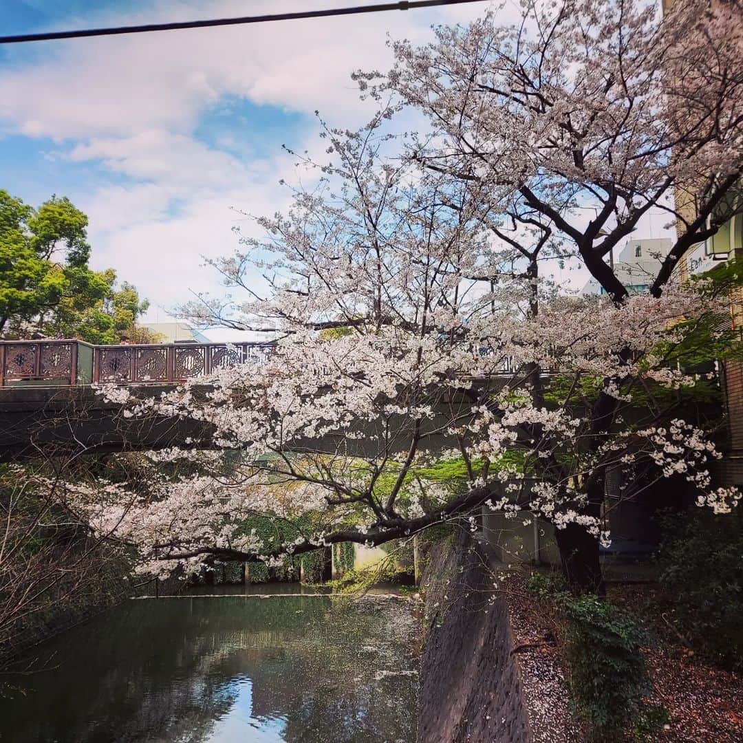 下関マグロのインスタグラム：「昨日、仕事に向かう途中に飯田橋駅のホームから見えた桜。それまで曇っていた空が一瞬晴れた… #桜  #東京の桜  #ホームから見える桜」