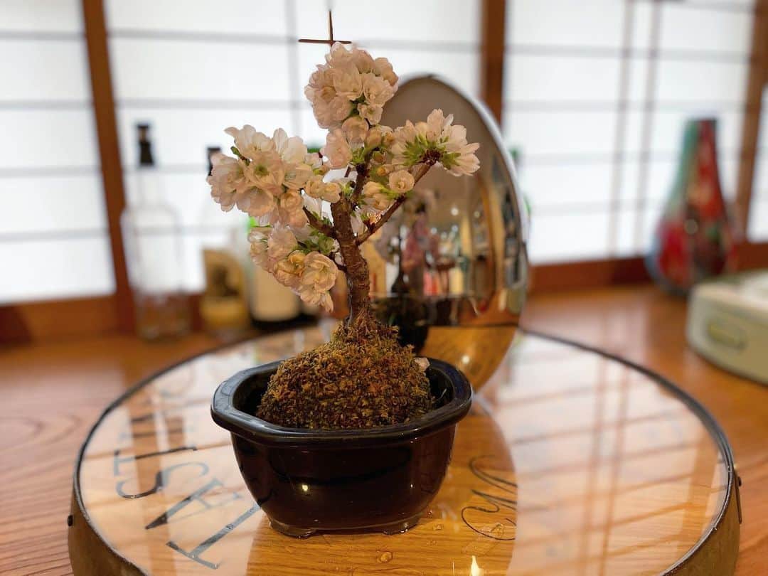 藤本恵理子のインスタグラム：「We had to cancel Hanami due to rain so I am doing Hanami with this bonsai🌸  生憎の雨でお花見がキャンセル。 盆栽の桜が咲いたので今日はこの桜でお花です。  #bonzai #bonsai #sakira #japan #cherryblossom #tree #盆栽 #桜　#花見」