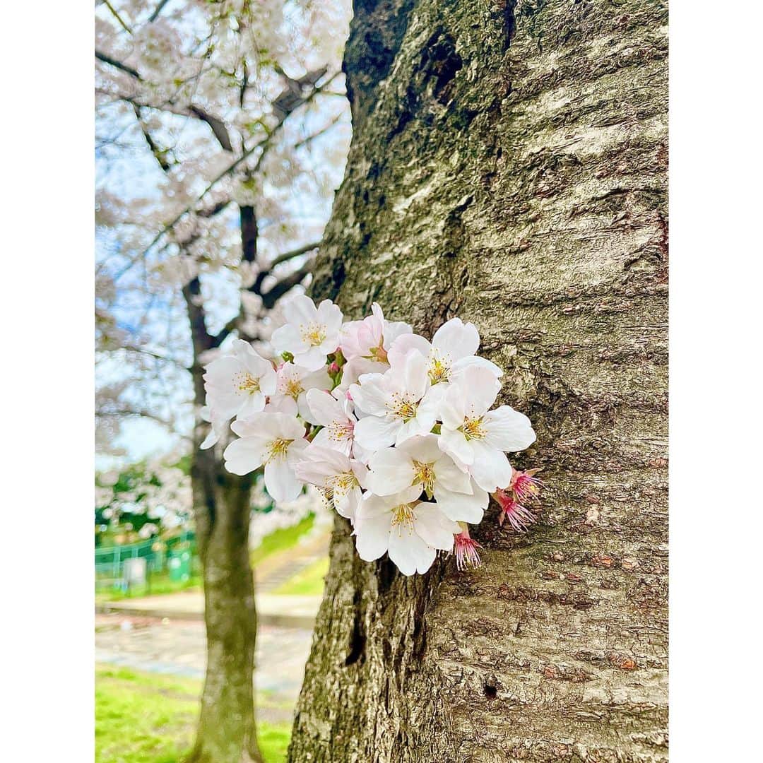 結那さんのインスタグラム写真 - (結那Instagram)「❤︎ sakura...  ｡+☆ﾟ+｡★｡+ﾟ☆ﾟ+｡★｡+ﾟ☆ﾟ+｡★｡+ﾟ☆ﾟ+｡+ﾟ  桜…綺麗でした ⸜(๑‘ᵕ‘๑)⸝* やっぱり春好きだなぁって思います💭🌸  しばらく雨が続きそうなので、 散ってしまう前に見に行けて良かったです🥰 ・ The cherry blossoms were so beautiful!✨ It was fun to take a lot of walks!☺️  ｡+☆ﾟ+｡★｡+ﾟ☆ﾟ+｡★｡+ﾟ☆ﾟ+｡★｡+ﾟ☆ﾟ+｡+ﾟ  #桜 #日本 #春 #川崎大師 #大師公園 #川崎神社 #黒髪ロング #結那 #japanesegirl #cherryblossoms #spring #sakura #sky #park #smile」3月25日 11時58分 - yuina_927