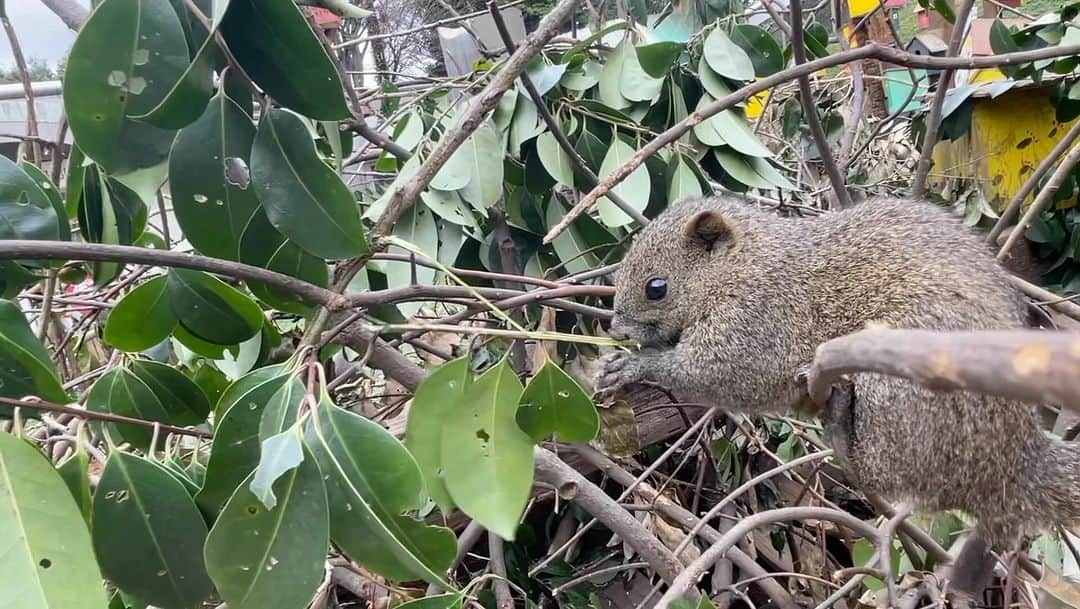 のインスタグラム：「必見‼️最後にジャンプ失敗するリス🤣  こちらら 町田リス園さん🐿🐿🐿🐿 園内の手作り感が最高でした✨✨✨  #リスの癒し🐿 #動物の癒し #子供が喜ぶ𓈒𓏸  #心が 子供に戻れる #育児サポート中 .໒꒱ しばらくリス投稿します🫶✨🐿」