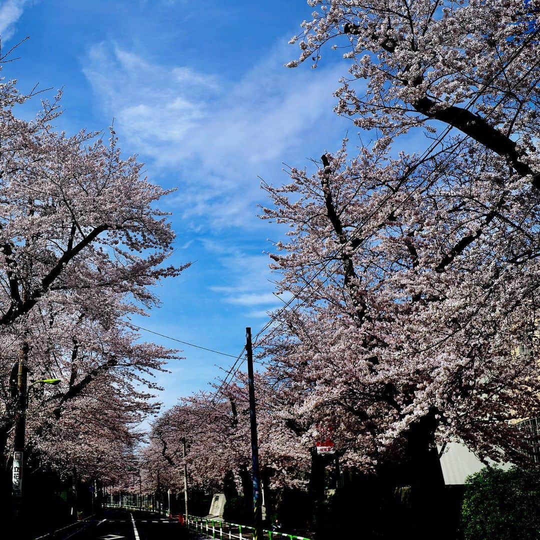 坂崎幸之助さんのインスタグラム写真 - (坂崎幸之助Instagram)「桜は満開🌸 春ツアーのリハーサルはまだまだ蕾だけど😝 2週間後の開花をお楽しみに🤩  #春 #桜 #さくら #開花 #満開 #お花見 #桃？ #春ツアー #準備 #リハーサル #olympusem1 #sonyα7rⅢ #さぁツアーモード突入だ😼」3月25日 12時17分 - kohnosukesakazaki