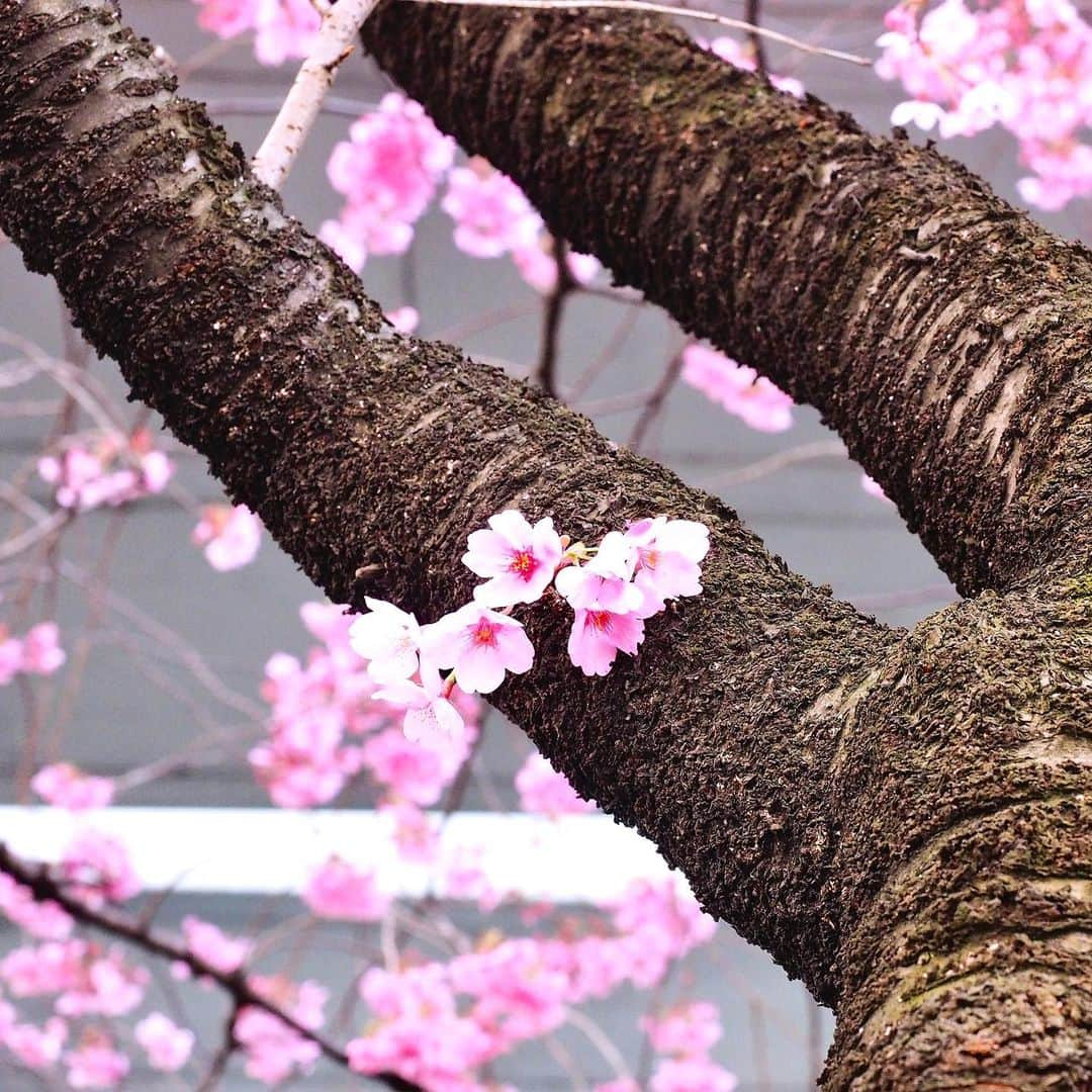 坂崎幸之助さんのインスタグラム写真 - (坂崎幸之助Instagram)「桜は満開🌸 春ツアーのリハーサルはまだまだ蕾だけど😝 2週間後の開花をお楽しみに🤩  #春 #桜 #さくら #開花 #満開 #お花見 #桃？ #春ツアー #準備 #リハーサル #olympusem1 #sonyα7rⅢ #さぁツアーモード突入だ😼」3月25日 12時17分 - kohnosukesakazaki