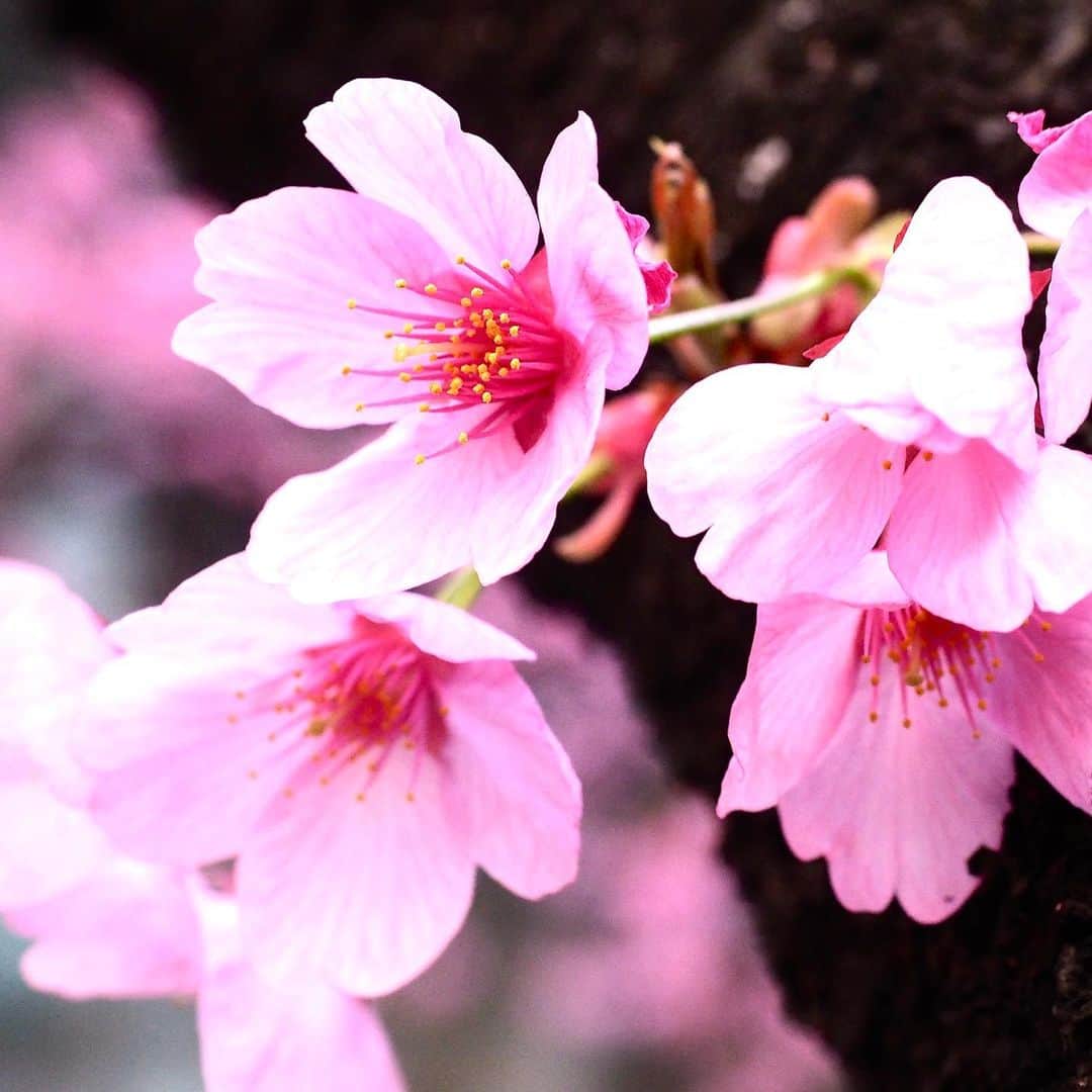 坂崎幸之助のインスタグラム：「桜は満開🌸 春ツアーのリハーサルはまだまだ蕾だけど😝 2週間後の開花をお楽しみに🤩  #春 #桜 #さくら #開花 #満開 #お花見 #桃？ #春ツアー #準備 #リハーサル #olympusem1 #sonyα7rⅢ #さぁツアーモード突入だ😼」