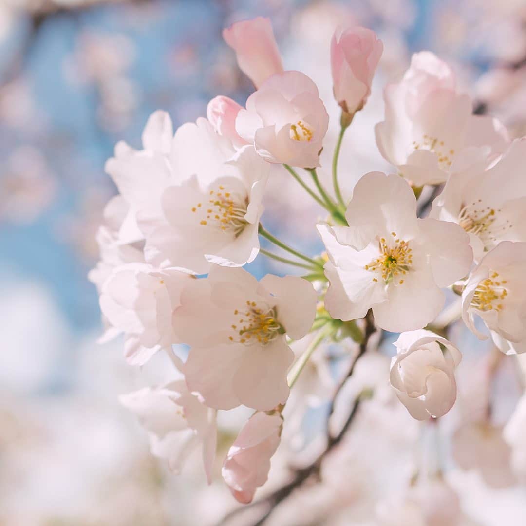 モイストダイアンボタニカルのインスタグラム：「＊ 🌸新しい環境や新生活が始まる春🌸 髪やカラダをやさしくケアする「ダイアンボタニカル」のアイテムは、90%以上天然由来成分（水を含む）・無添加に加え、好みの仕上がりや香りからお選びいただけます💐✨ 家族みんなで使えるのもうれしいポイントです😉💕  #ダイアン #ダイアンボタニカル #ボタニカル #ボタニカルボディソープ #無添加 #ボディケア #ハンドケア #シャンプー #トリートメント #ボディミルク #ボディソープ #おこもり美容 #リラックスタイム #保湿ケア #乾燥対策 #セルフケア #気分転換 #新生活準備 #敏感肌」