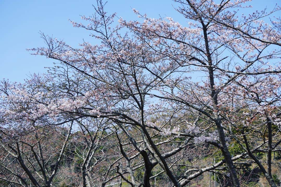 真坂美帆さんのインスタグラム写真 - (真坂美帆Instagram)「さくら🌸  春はなんだかウキウキします。 これからまた頑張ろうって気持ちになるし、リセットしたり、新しいことをはじめてみたり…✨  今日は雨だけど 桜の花、咲いたままだといいなぁ  #さくら  #桜  #お花見  #春  #カメラ #カメラ女子 #カメラ初心者  #α6400  #写真  #写真部  #佐久間ダム  #声優  #桜坂美穂  #みーちゃんのつぶやき」3月25日 12時27分 - miho.sakurazaka_mii