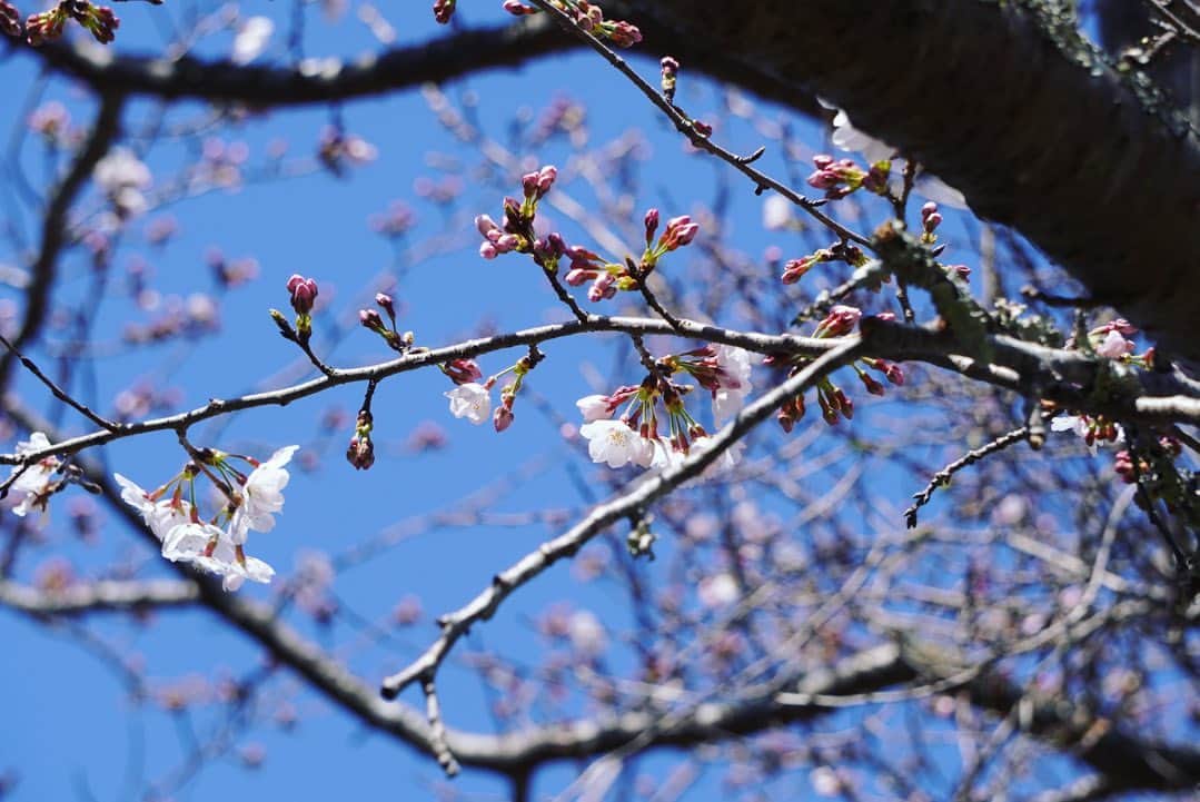 真坂美帆さんのインスタグラム写真 - (真坂美帆Instagram)「さくら🌸  春はなんだかウキウキします。 これからまた頑張ろうって気持ちになるし、リセットしたり、新しいことをはじめてみたり…✨  今日は雨だけど 桜の花、咲いたままだといいなぁ  #さくら  #桜  #お花見  #春  #カメラ #カメラ女子 #カメラ初心者  #α6400  #写真  #写真部  #佐久間ダム  #声優  #桜坂美穂  #みーちゃんのつぶやき」3月25日 12時27分 - miho.sakurazaka_mii