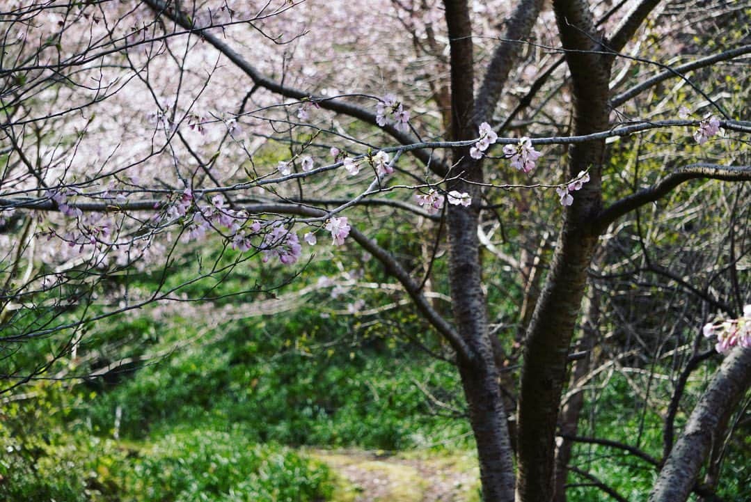 真坂美帆のインスタグラム：「さくら🌸  春はなんだかウキウキします。 これからまた頑張ろうって気持ちになるし、リセットしたり、新しいことをはじめてみたり…✨  今日は雨だけど 桜の花、咲いたままだといいなぁ  #さくら  #桜  #お花見  #春  #カメラ #カメラ女子 #カメラ初心者  #α6400  #写真  #写真部  #佐久間ダム  #声優  #桜坂美穂  #みーちゃんのつぶやき」