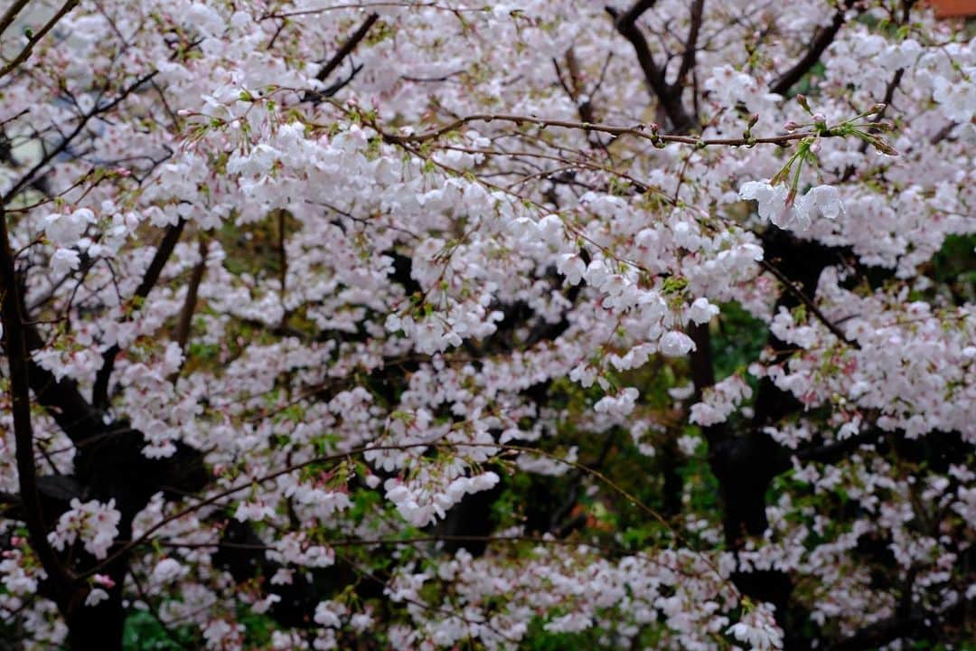 佐野史郎さんのインスタグラム写真 - (佐野史郎Instagram)「#桜 #満開 #雨 #まどのそと 晴天はもちろん気持ちが良いけど、これもまた、落ち着きますなあ😌」3月25日 12時45分 - sanovabitch